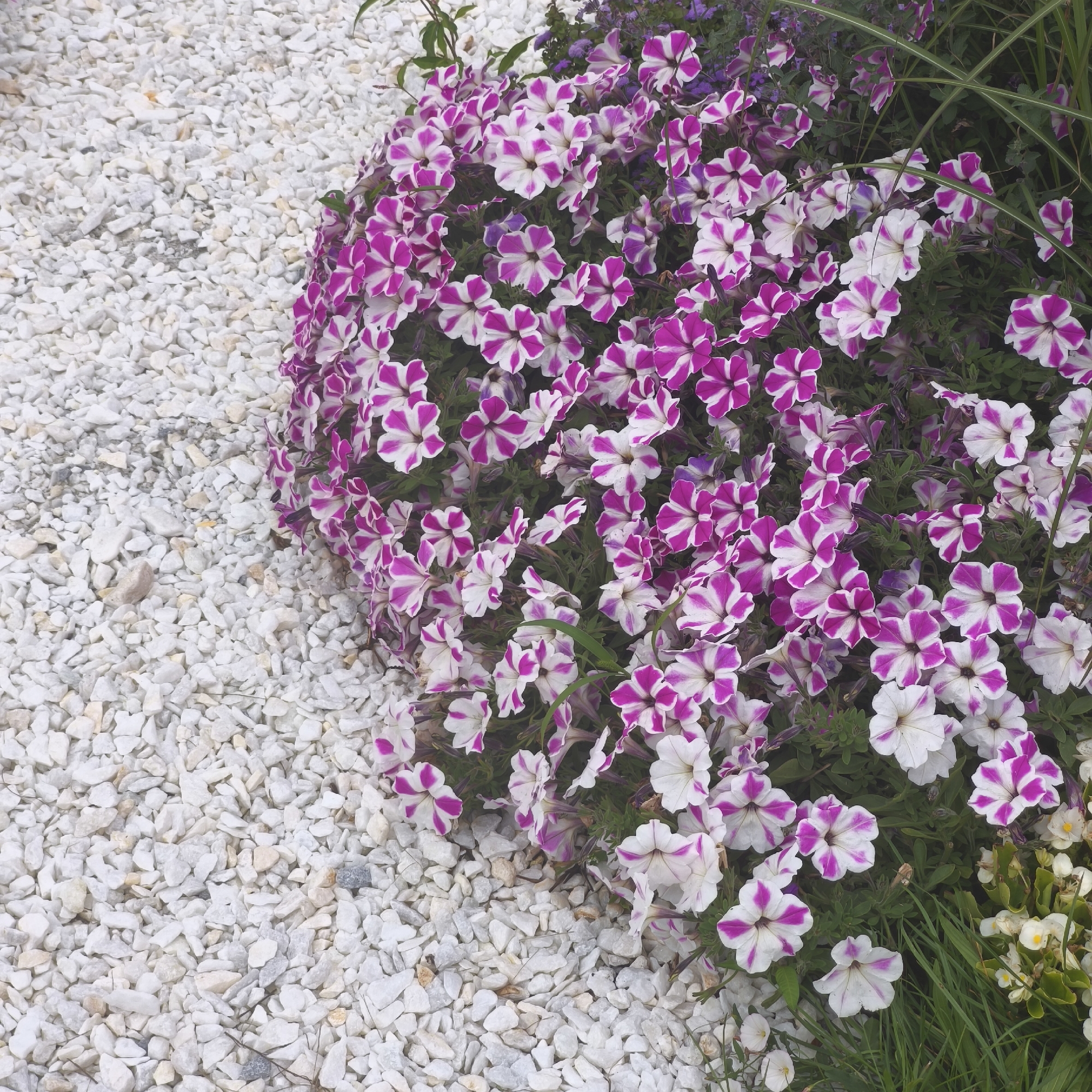 An overhead, medium shot captures a vibrant cluster of pink and white striped petunias blooming amidst a bed of white gravel. The flowers, with their trumpet-shaped petals and bold color patterns, are densely packed, creating a lush, abundant display. Some of the petunias are fully open, revealing their delicate centers, while others are in various stages of bloom. Behind the petunias, a backdrop of darker green foliage is visible, interspersed with hints of smaller purple flowers. To the left of the image, the white gravel stretches out, forming a stark contrast to the colorful blossoms. A few blades of grass are also visible among the flowers and extending into the gravel area. The scene is static and appears to be a garden setting. The image does not contain any people.