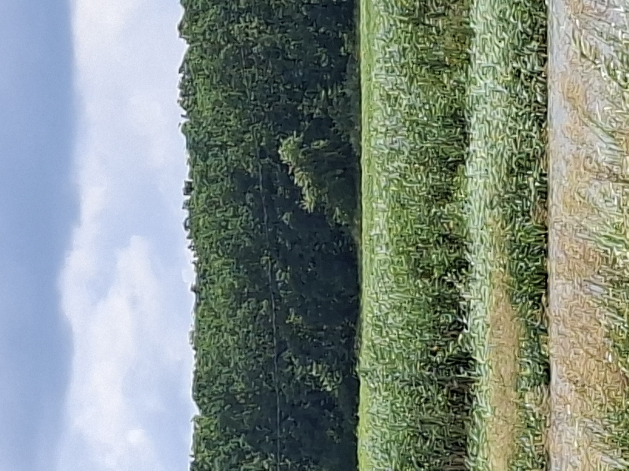 The image depicts a natural landscape, likely rural, with a dense line of trees forming a backdrop. In the foreground, there is a field of green vegetation, possibly crops, with some areas of dry grass or soil interspersed. Above the trees, a sky with scattered clouds is visible, with one darker cloud formation towards the top. The scene is devoid of any human presence or urban structures, suggesting a location outside of a developed city area. Without further information or visual cues, it is impossible to definitively pinpoint this image to Cotiujeni, Moldova.
