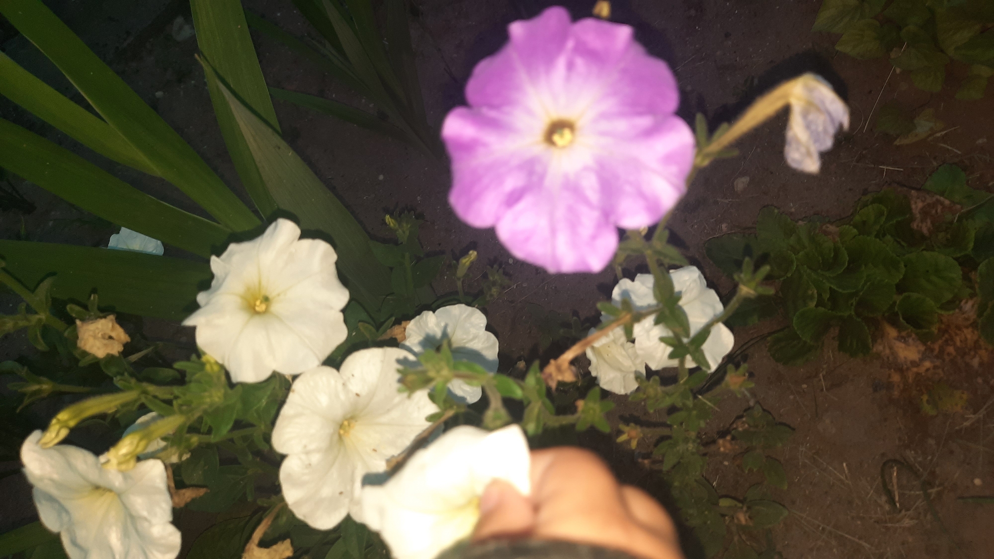 A close-up, overhead shot captures a cluster of petunia flowers in various stages of bloom. The flowers are predominantly white and a vibrant purple, with green stems and leaves. The background consists of dark soil and some elongated green leaves, possibly from a different plant. A person's hand is partially visible in the lower left corner, appearing to reach towards one of the white flowers. The image is slightly blurry, indicating movement or a shallow depth of field. This scene is likely from a garden or park, given the presence of flowers and soil. The location in the city of Шклоў, Belarus, is not explicitly discernible from the image itself, but it provides a geographical context for the photograph.