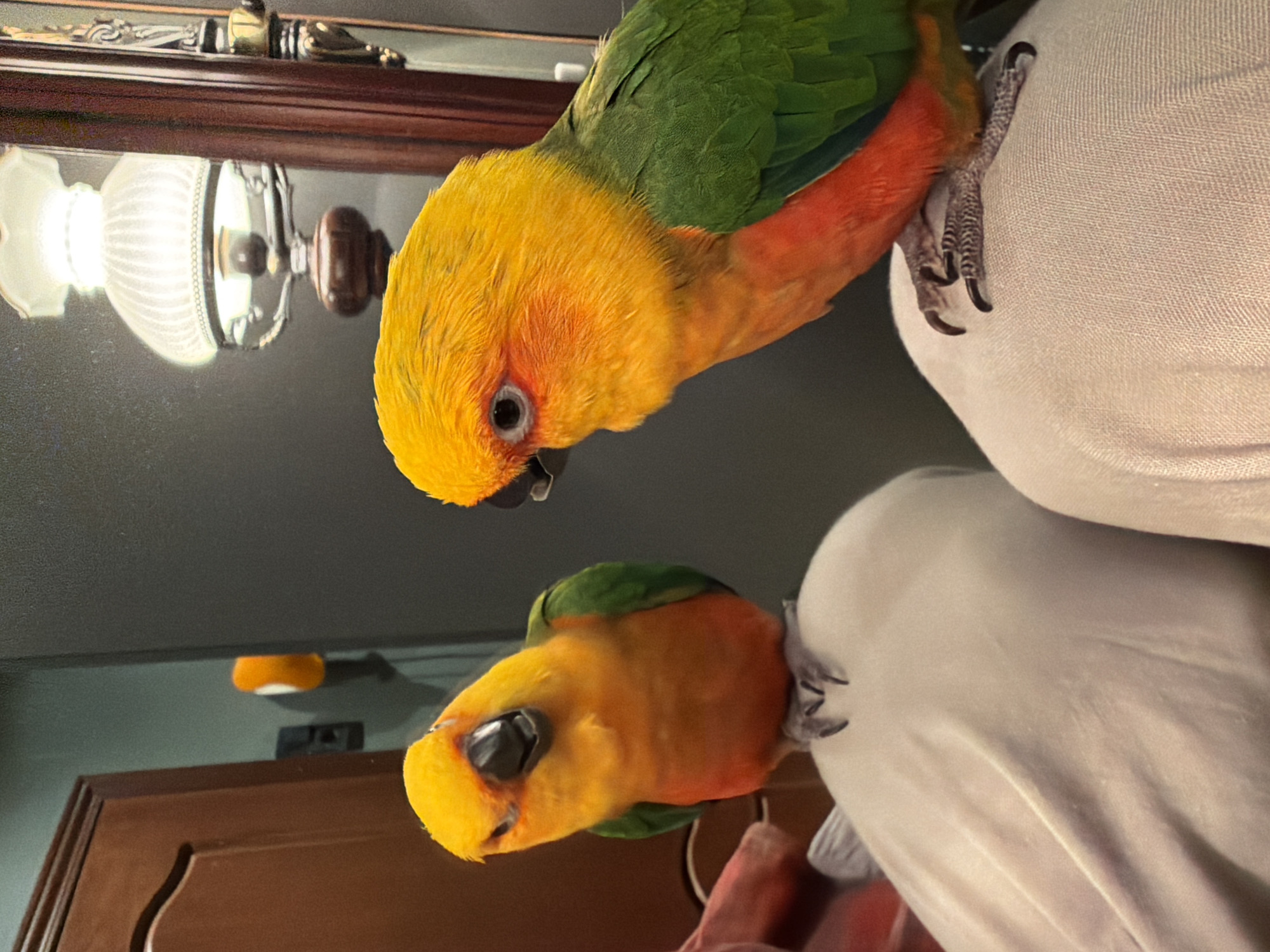 This media file captures an indoor scene in Khimki, Russia, featuring two vibrantly colored Sun Conure parrots. The primary parrot, in the upper part of the image, displays a bright yellow head, an orange-red chest and belly, and green wings and back. It possesses dark eyes and a dark beak. This parrot is actively clinging with its grey, clawed feet to a light-colored, soft fabric surface, possibly a blanket or cushion, which occupies the right side of the frame.
Directly below the main parrot, a clear reflection of it is visible, creating the illusion of a second, mirrored parrot. This reflection, also showing a yellow head and orange body, appears inverted and is cast on a dark, glossy surface that reflects other background elements.
In the background, above and to the left of the main parrot, a decorative light fixture with a ribbed glass shade is illuminated, casting light on the scene. This fixture is mounted on a dark wooden structure, which could be a mirror frame or part of a larger piece of furniture. Another section of dark brown wooden furniture, possibly a cabinet door, is partially visible towards the bottom left.
The photograph is taken from an unusual upward-looking perspective, or the scene is oriented unconventionally, giving the impression that the parrots are positioned above the camera's viewpoint. The parrots appear calm and attentive. No visible text is present in the image. The artificial light source indicates an indoor setting, without cues for the specific time of day.