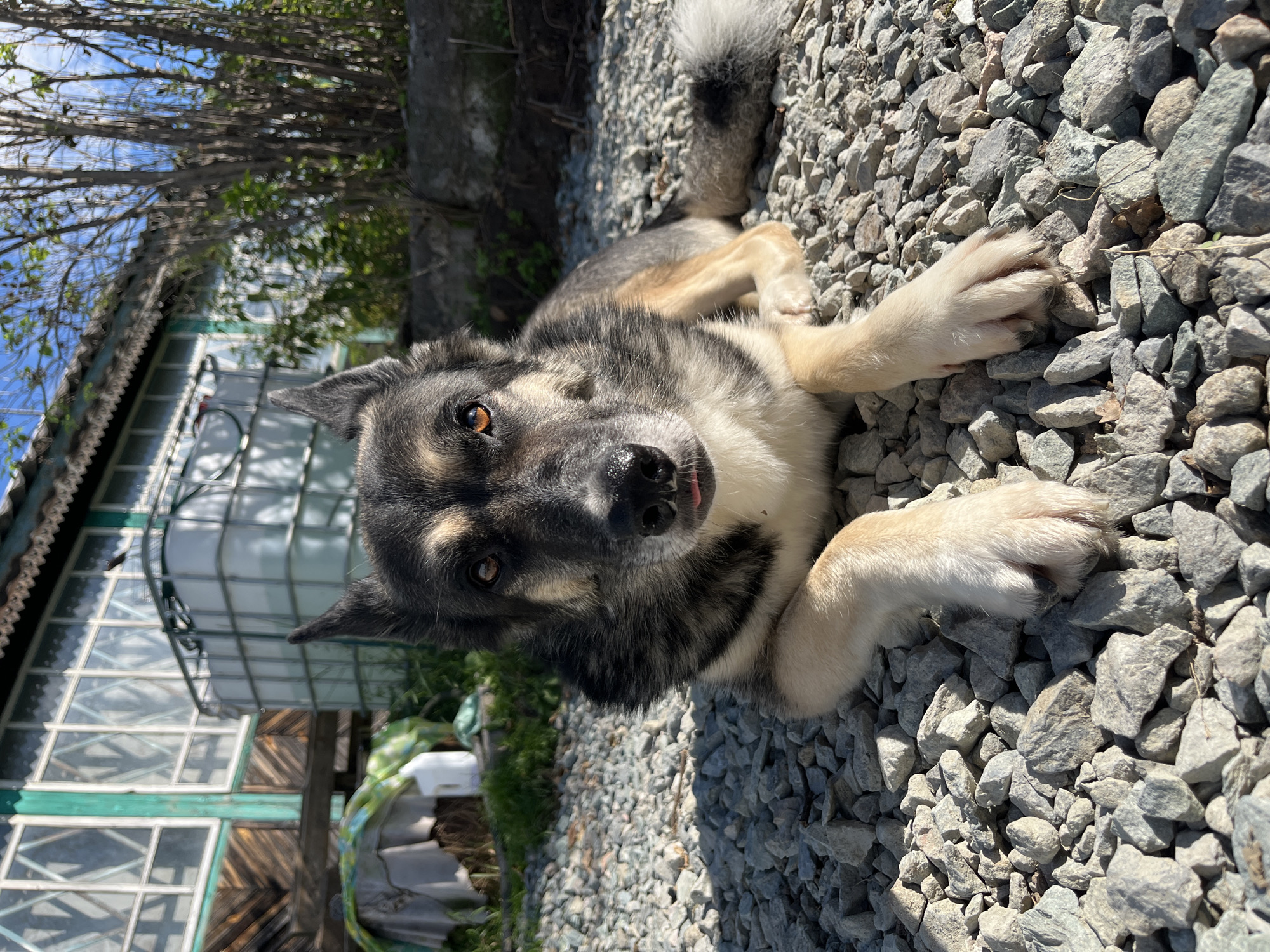 A medium shot captures a dog lying on a gravel surface in front of a wooden building with green trim and large windows. The dog, a German Shepherd mix with tan and black fur, is looking directly at the camera with its tongue slightly sticking out. In the background, the building appears to be an older structure, possibly a dacha or a rural residence, with a dark roof and visible wooden planks. Adjacent to the building, there's a large white plastic tank, commonly used for water storage. A small pile of light-colored fabric is draped over a wooden beam to the left of the tank, and some greenery is visible behind it. The ground is covered in a thick layer of grey and light brown gravel. To the right of the building, bare tree branches are silhouetted against a bright blue sky. The lighting suggests a sunny day, with distinct shadows cast on the gravel. The overall scene depicts a rustic outdoor setting in the city of Nizhny Tagil, Russia, likely a residential yard or a communal garden area.