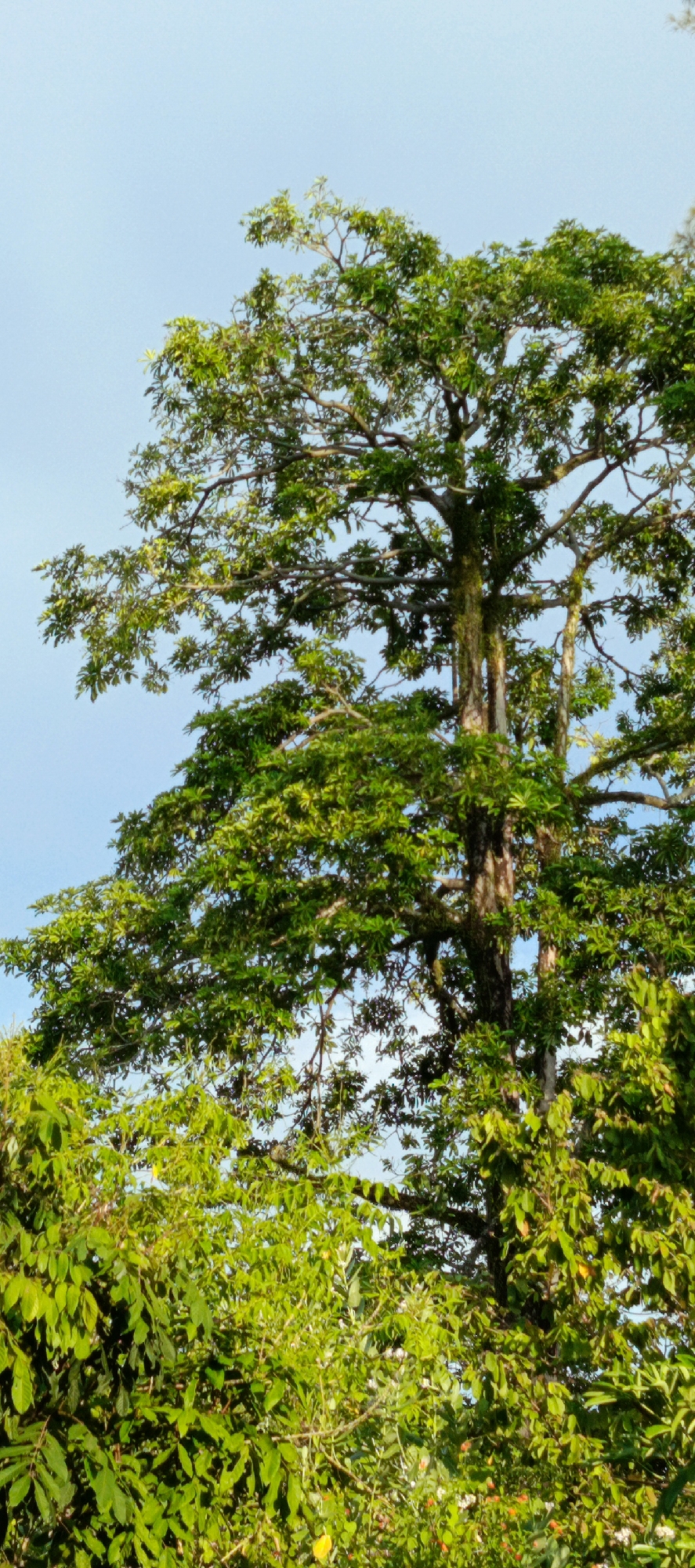 The image captures a lush green tree canopy against a clear blue sky. The central focus is a large tree with a thick, textured trunk and expansive branches laden with vibrant green leaves. The foliage is dense, creating a sense of a tropical environment. Sunlight filters through the leaves, highlighting their various shades of green. In the lower portion of the image, more dense vegetation and smaller trees are visible, further emphasizing the natural setting. The scene appears to be a part of the natural landscape in or around Meunasahmesjid, Indonesia, characterized by its abundant greenery and open sky.
