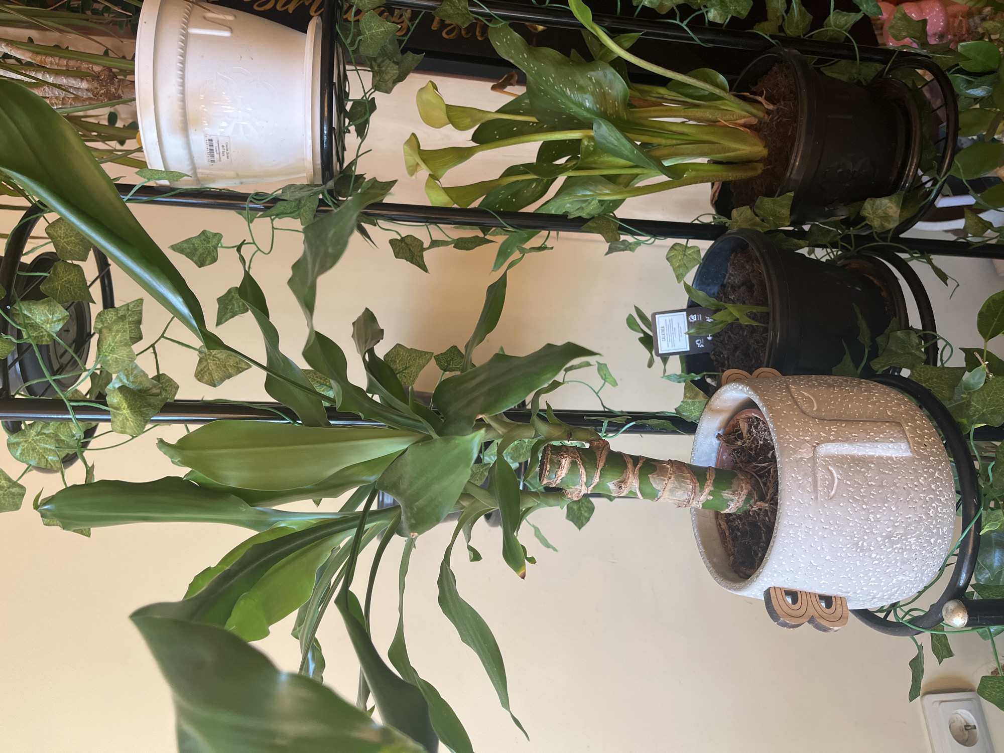 The image shows a multi-tiered plant stand indoors, set against a light beige wall. Four potted plants are visible on the stand. On the top tier, there is a white plastic pot with a plant, and next to it, a black pot with calla lilies. The second tier has a black pot with a plant and a white textured pot with a bamboo plant. The white pot features a decorative design with wooden owl eyes. Artificial ivy is draped around the plant stand's structure. A wall socket is visible in the bottom right corner of the image.