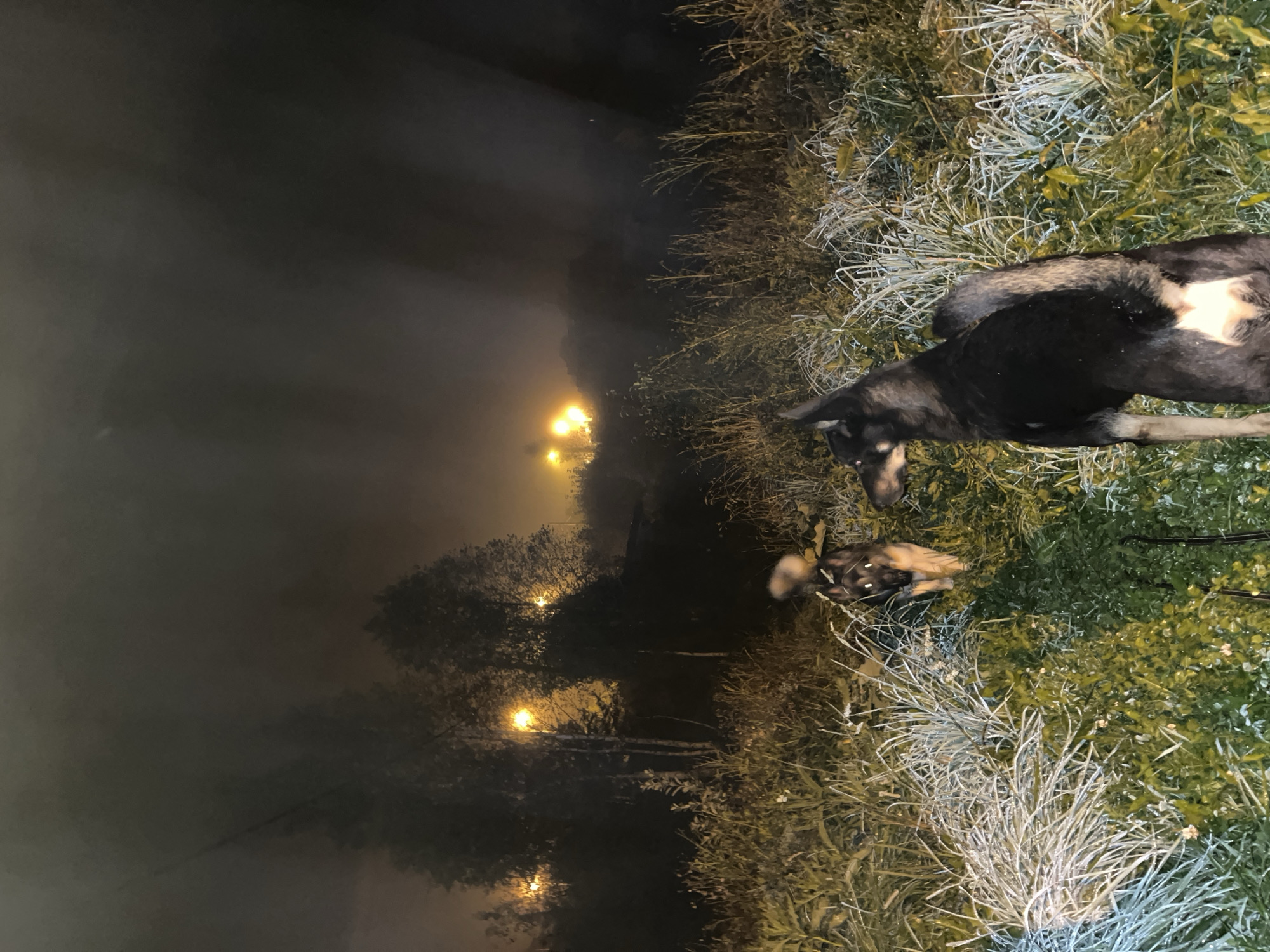 The image depicts a nighttime scene in a grassy area with trees and distant streetlights. Two dogs are present. One dog, a larger German Shepherd-type breed, is in the foreground facing away from the camera, its back and hindquarters visible. It has a dark coat with white markings on its rear. The second dog, also German Shepherd-like, is further back in the grass, partially obscured by foliage and facing away from the camera. It appears to be walking or standing in the tall grass. The environment is characterized by darkness, with the only illumination coming from streetlights visible in the background, creating a hazy, atmospheric effect, possibly due to fog or smoke. The vegetation consists of tall, dry grass and some leafy plants. The overall impression is one of a rural or semi-rural setting on the outskirts of a town or city, given the presence of streetlights and buildings indicated by the illumination in the distance. Without specific landmarks or identifying features within the image, pinpointing the exact location within Nizhny Tagil, Russia, is not possible.
