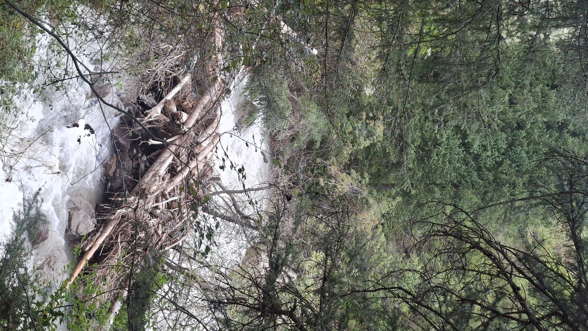 A fast-flowing river is choked with a large accumulation of debris, including numerous fallen trees, branches, and roots. The river is surrounded by dense coniferous forest.
