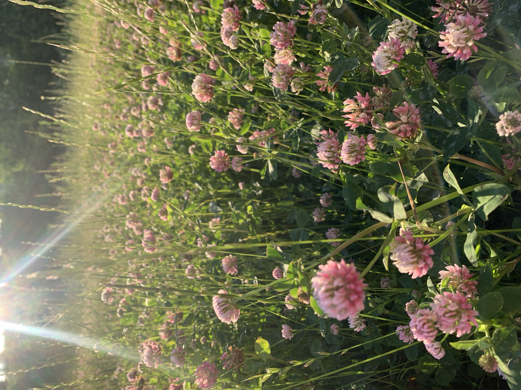 This is a close-up, low-angle shot of a field of pink clover flowers and tall grass, bathed in warm sunlight. The sunbeams are strong and create a lens flare effect in the upper left corner of the image. The flowers are in various stages of bloom, with some fully open and others still forming. The grass is green and appears to be wild, growing among the flowers. The background is softly blurred, suggesting a larger field stretching into the distance, with the hint of trees at the very top. The scene evokes a sense of nature and tranquility. This specific location is not identifiable from the image alone.