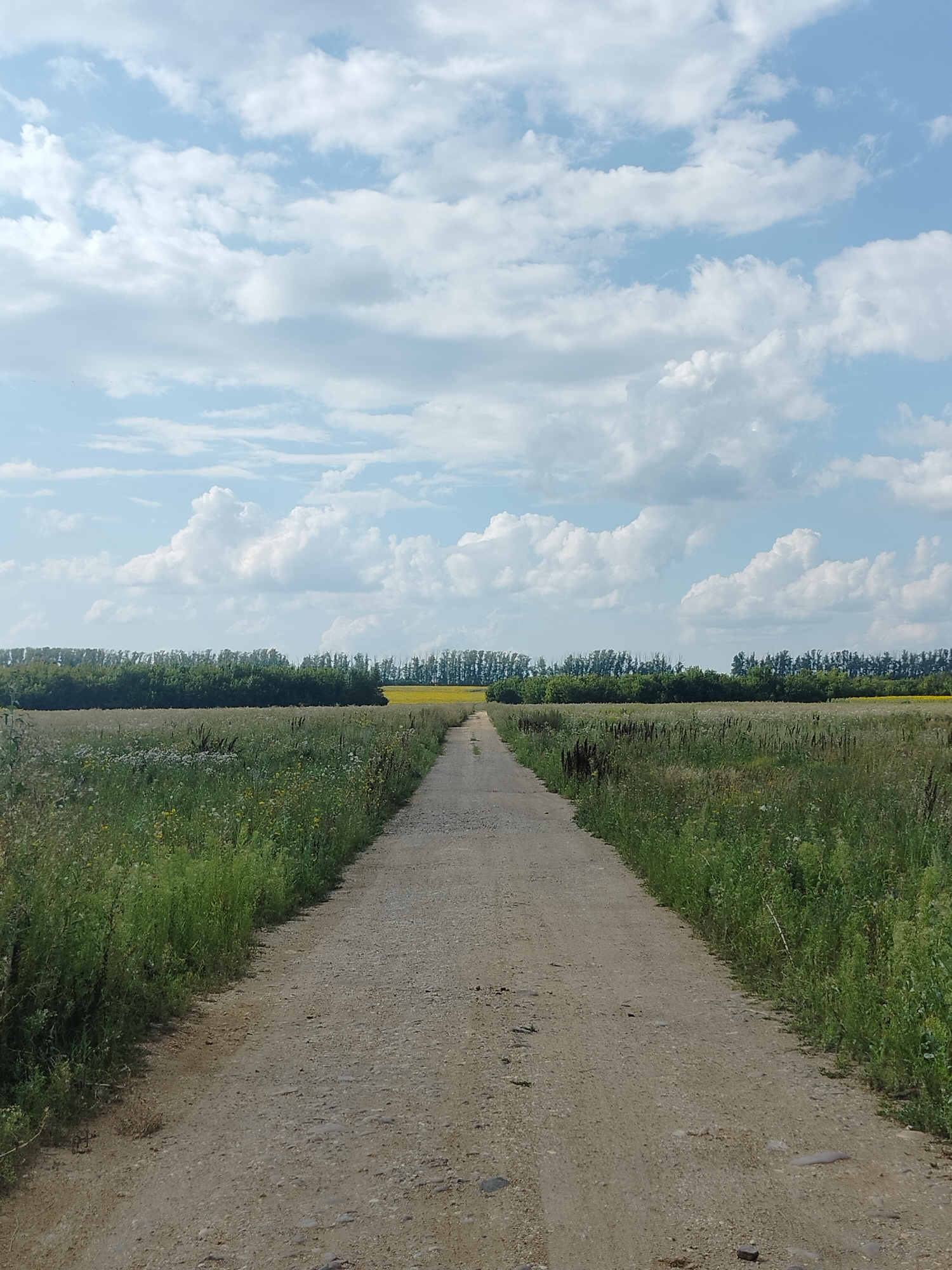 The image depicts a dirt road stretching through a rural landscape, likely in or around the city of Pomryaskino, Russia. The road, composed of gravel and dirt, is flanked by tall green grass and wildflowers. In the distance, a dense line of trees forms a dark green border across the horizon, behind which a field of bright yellow crops, possibly rapeseed or sunflowers, is visible. Above the trees, the sky is a light blue, dotted with numerous fluffy white clouds. The overall scene is one of a serene, natural environment under a partly cloudy sky. There are no people or animals visible in the image.