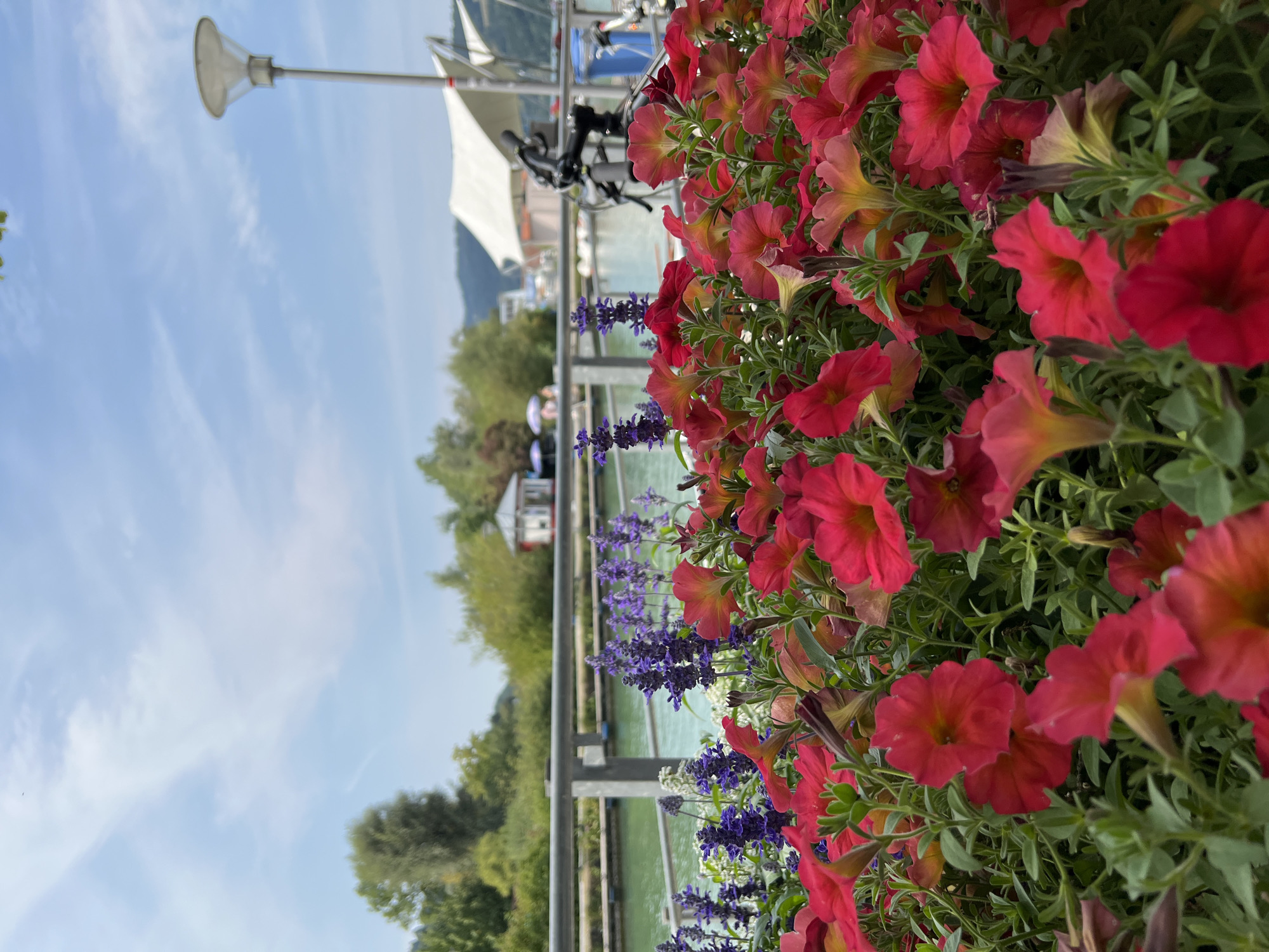 This is a close-up, eye-level, outdoor shot focusing on a vibrant flowerbed filled with red and pink petunias and purple salvia, positioned in the foreground. Behind the flowers, a metal railing separates the flowerbed from a body of water, likely Lake Constance given the context of Immenstadt im Allgäu. The water is a bright green, suggesting it is clean and possibly a marina or harbor area. In the mid-ground, there are several small buildings with white roofs, possibly cafes or shops, and some trees line the opposite bank of the water. Further in the background, a white, tent-like structure is visible, along with a lamppost on the right side of the image, and a bicycle is parked nearby, suggesting a recreational area. The sky is partly cloudy with a clear blue expanse. The overall impression is a well-maintained, picturesque waterside setting in Immenstadt im Allgäu.