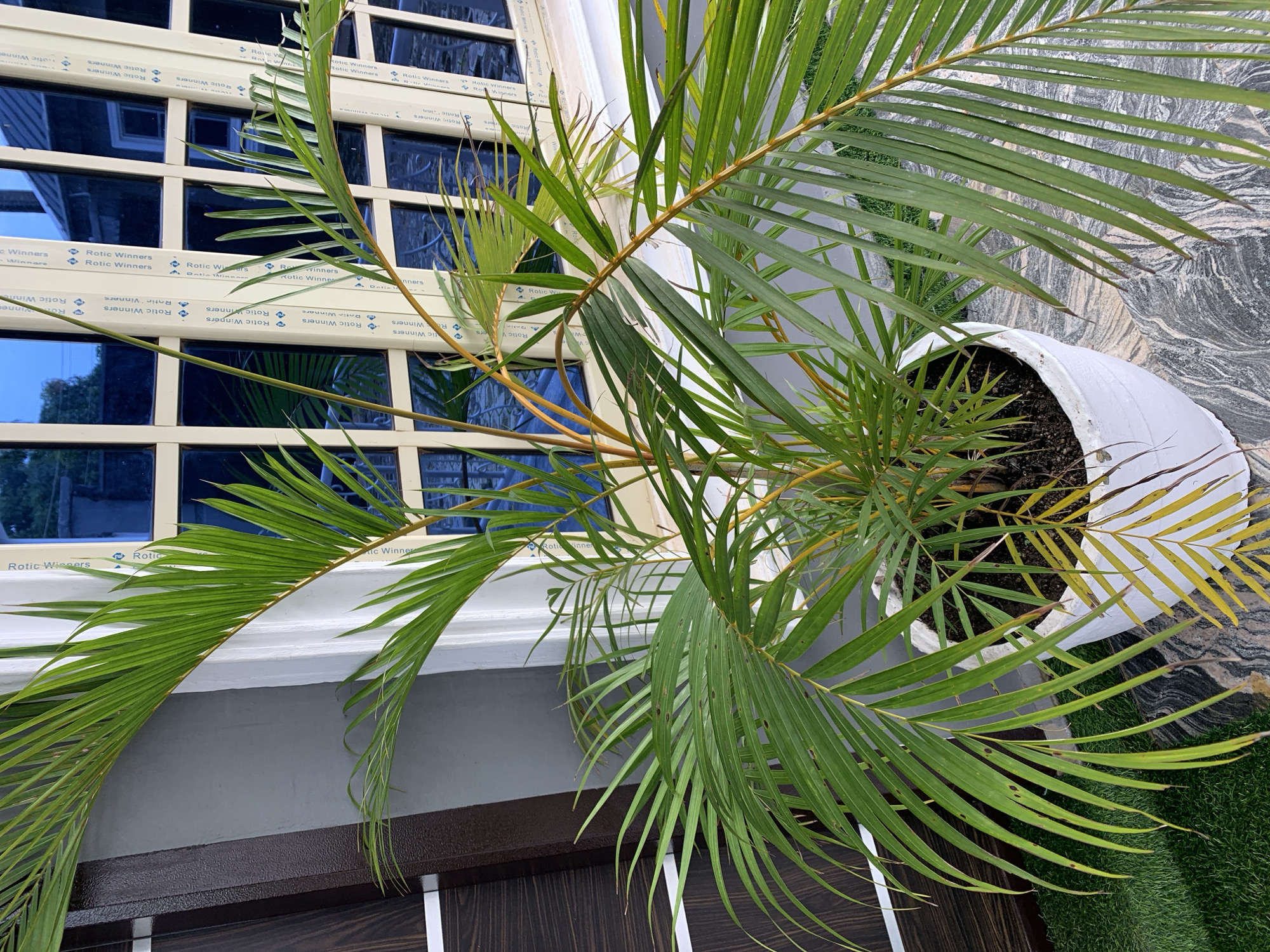 The image shows a potted palm plant with green and yellowing fronds, placed in front of a building with blue-tinted windows. The windows are framed by white PVC material with repeating text, likely a brand name. To the left of the plant is a dark brown door with white vertical accents. The ground beneath the plant consists of artificial turf and a patterned tiled surface. The overall setting suggests an outdoor area of a residential or commercial building in Gura Top, Nigeria. There are no people or discernible actions in the image.
