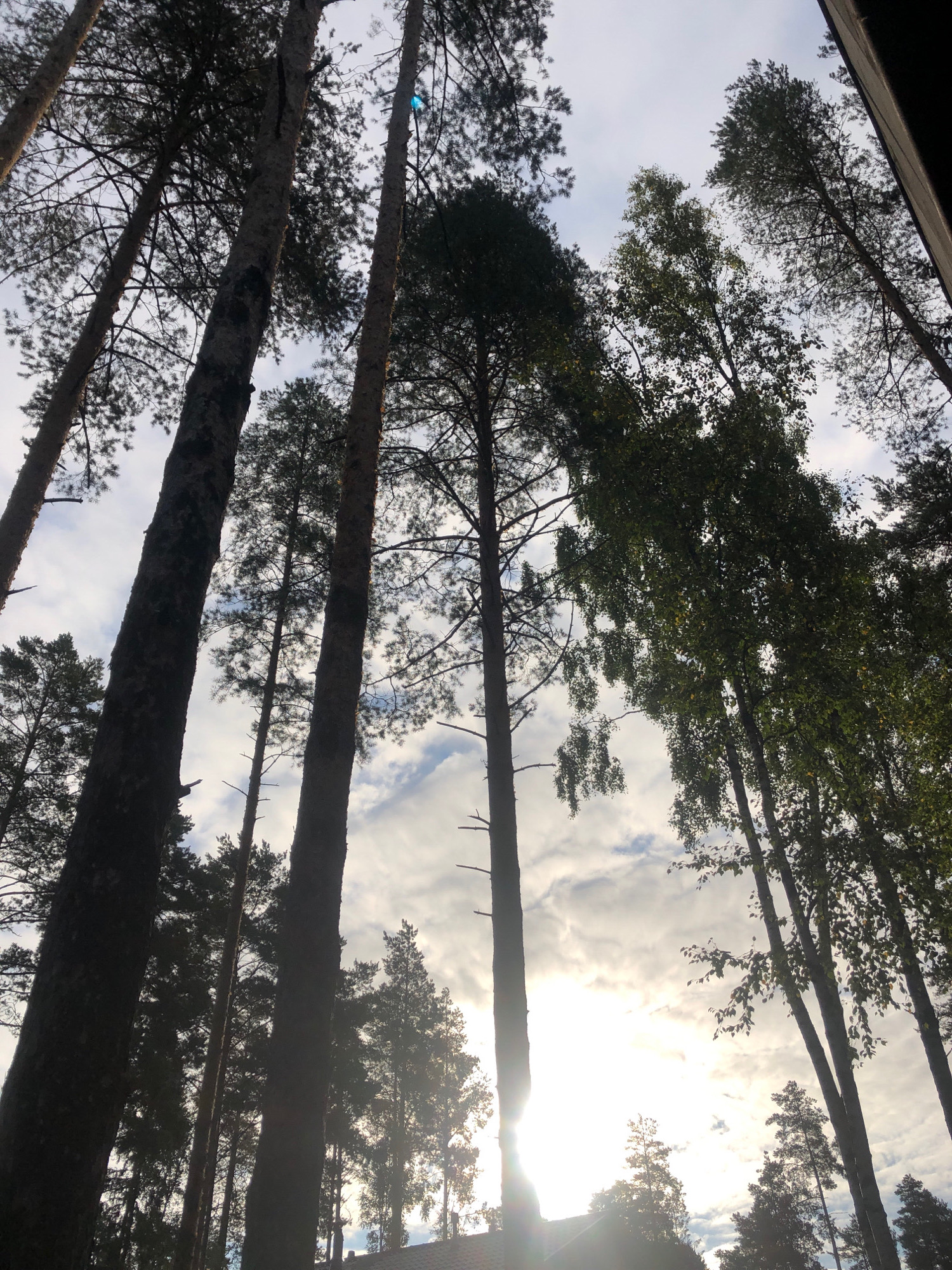 The image is a low-angle shot looking up at tall trees against a cloudy sky. The trees appear to be a mix of pine and deciduous trees, with dark, rough bark on the pine trees and lighter bark on the deciduous trees. The sky is a pale blue with scattered white clouds, and there is a bright sun peeking through the clouds, creating lens flare in the lower right portion of the image. The foliage of the deciduous trees is green and full, while the pine trees have dark green needles. In the lower portion of the image, the roof of a building is visible. The image depicts a forest environment. There are no people or animals visible in the image. The location is not specified as Arfa, Russia.