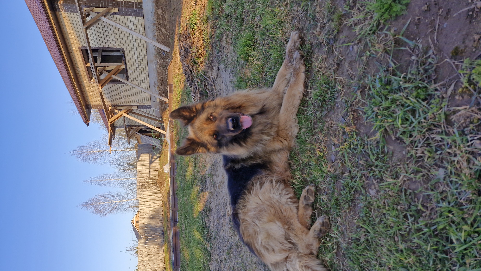 The scene depicts a German Shepherd dog lying on its back in a grassy area in Otchor, Russia. The dog is brown and black with a long coat, its tongue is out. The background includes a partially constructed brick building with visible wooden supports, a wooden fence, and trees without leaves, all under a clear blue sky. The grassy area consists of dirt and green vegetation. The photograph is taken at ground level, with a slight upward angle.