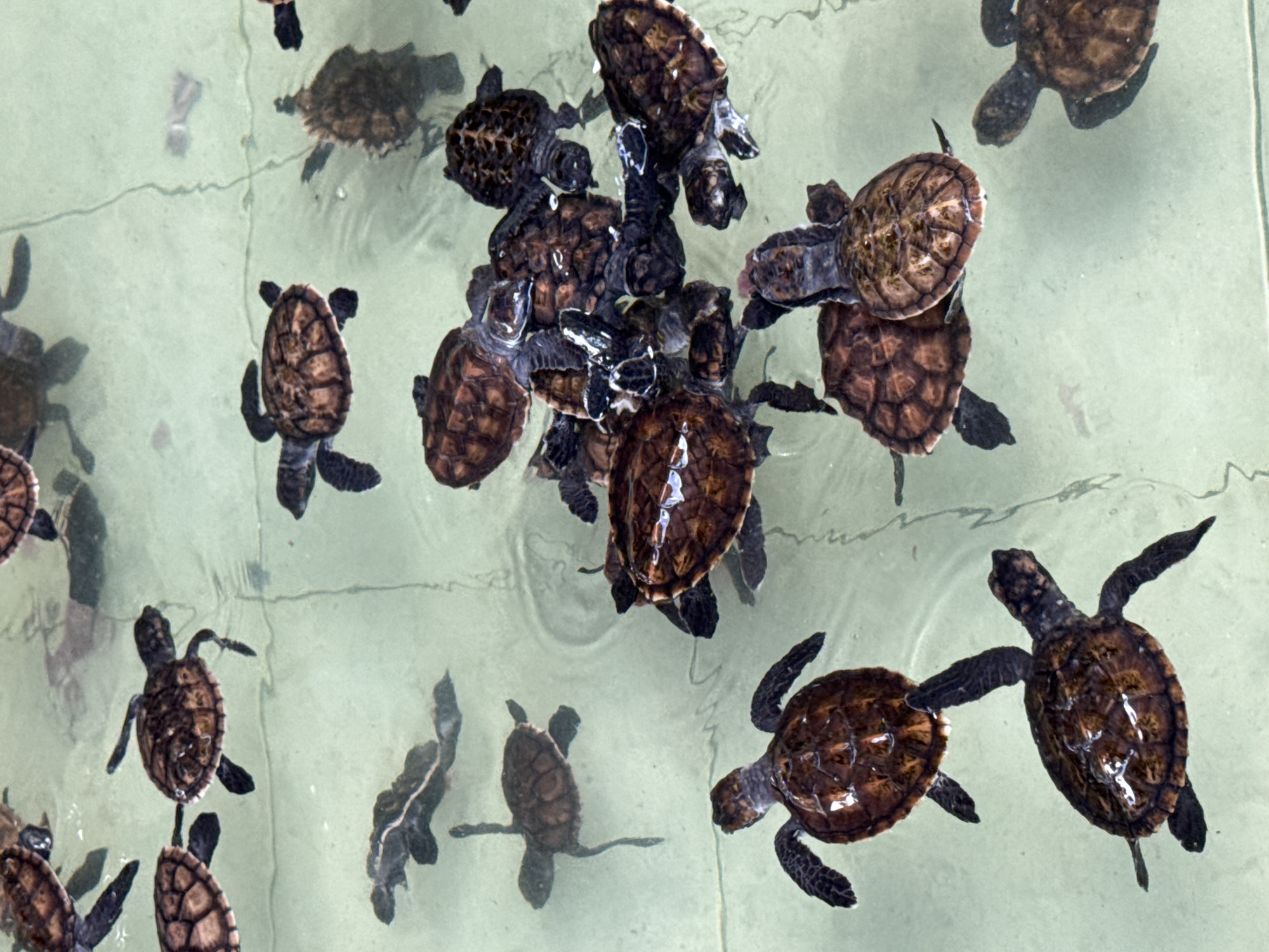 The image shows numerous baby sea turtles swimming in a shallow pool of water. The turtles are brown and black, with patterned shells. Some are clustered together in the center of the pool, while others are scattered around the perimeter. The water is clear enough to see the bottom of the pool, which appears to be a light color. Reflections of light are visible on the water's surface and on the turtles' shells. The location is a pool in Unknown, Indonesia.