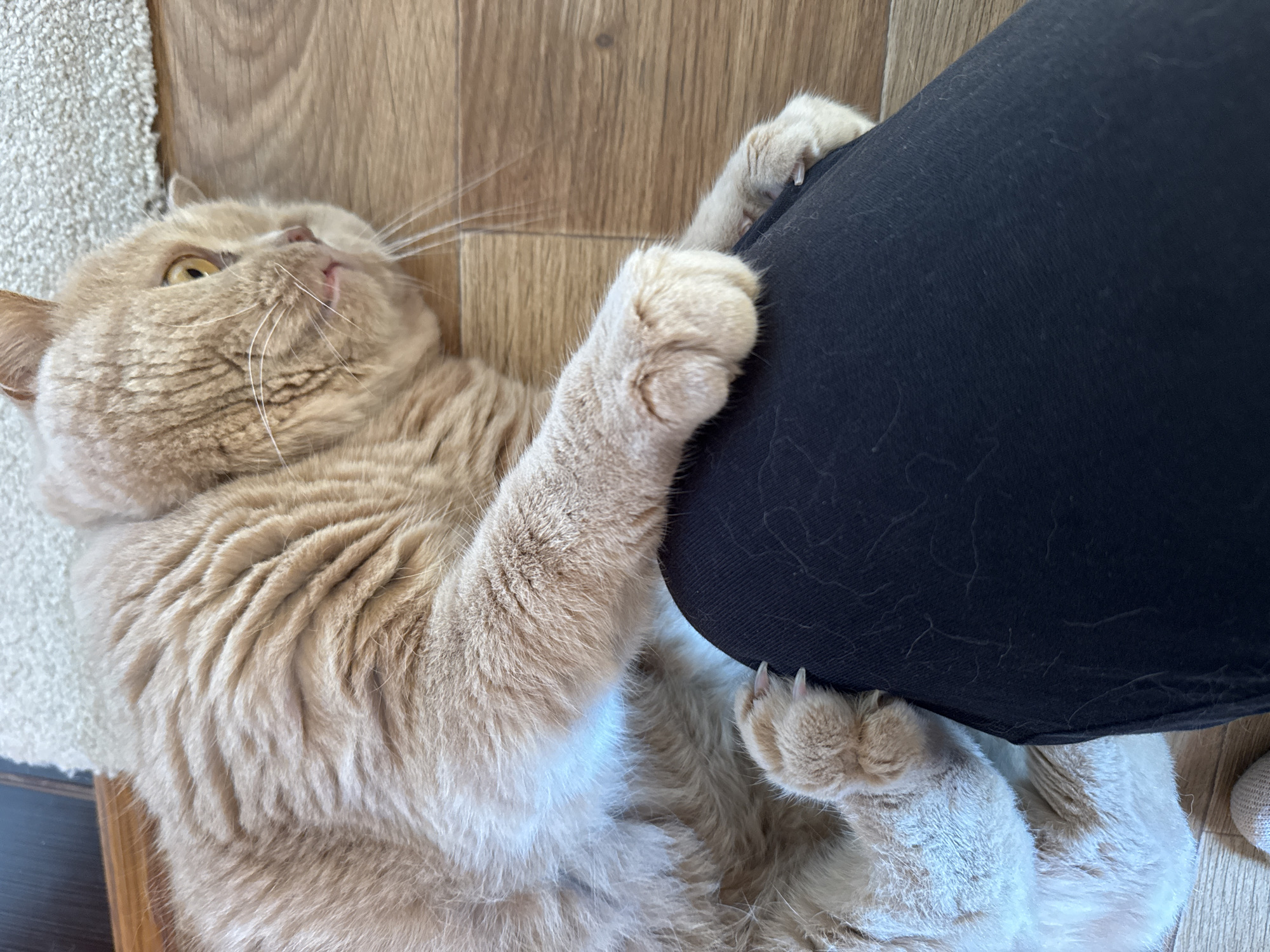 An orange tabby cat is lying on its side on a wooden floor next to a person's black leggings, with its paws resting on the leggings. The cat's head is turned to the right, with its mouth slightly open and a tiny portion of its tongue visible. The cat's eyes are a bright yellow. The leggings are covered in cat hair. A textured rug is visible in the upper left and upper right corners of the image.
