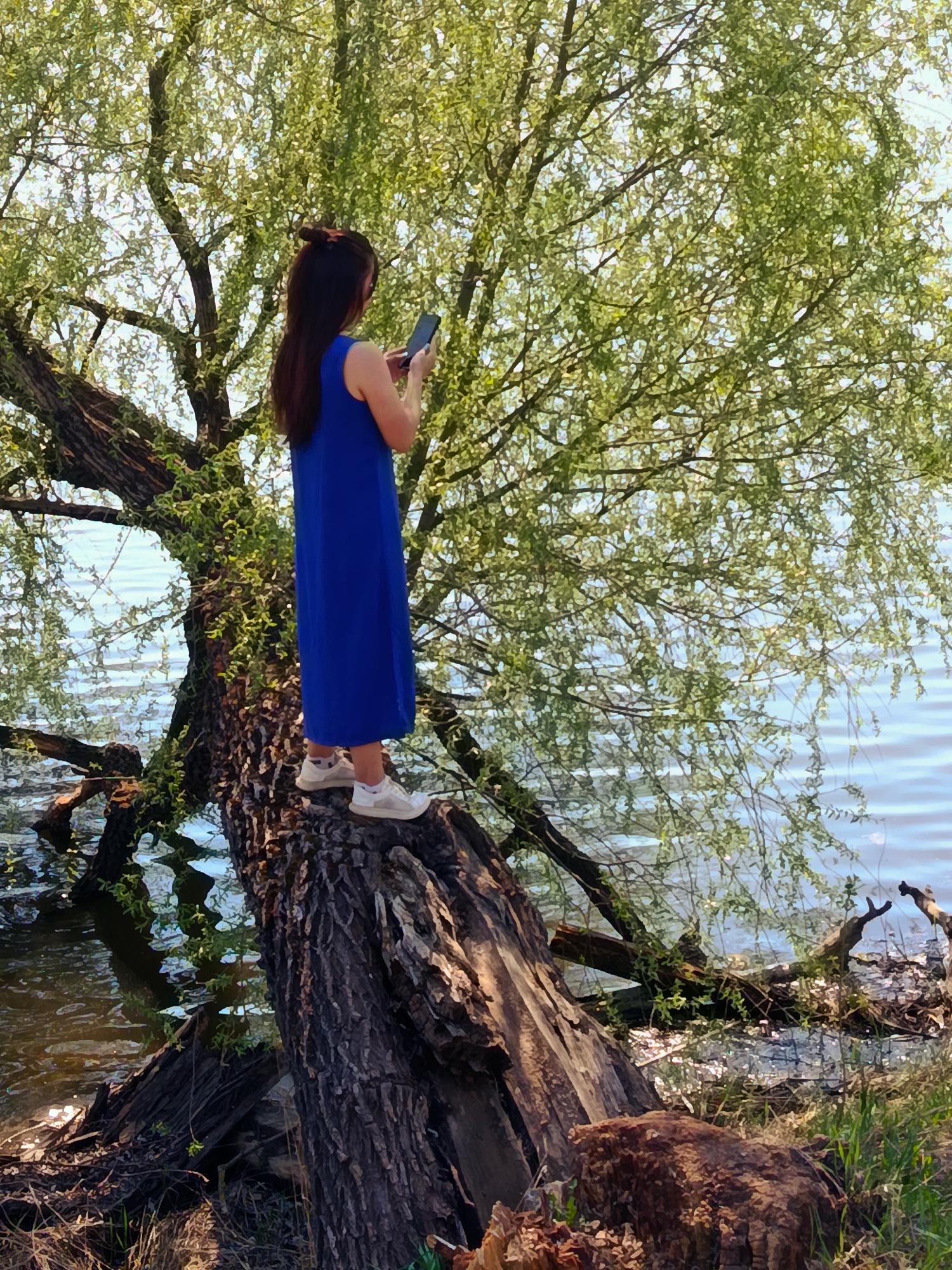 A full shot depicts a woman standing on a fallen tree, holding a cell phone, against a backdrop of water and foliage. The woman, facing right, has long dark hair pulled back. She wears a sleeveless royal blue dress that extends to mid-calf, and white sneakers. She holds a dark-colored cell phone in her hands, angled towards the view.
The tree trunk she stands on is large, with visible bark texture. The tree is partially submerged in water on the left, with some smaller branches extending into the water. The water itself is light blue and rippled.
Behind the woman and to the right, a leafy tree with dense green foliage fills the scene. The area around the tree trunk on the right is covered in grass and other vegetation.
The location is Фоки, Russia. The environment appears to be a lakeside or riverside area.