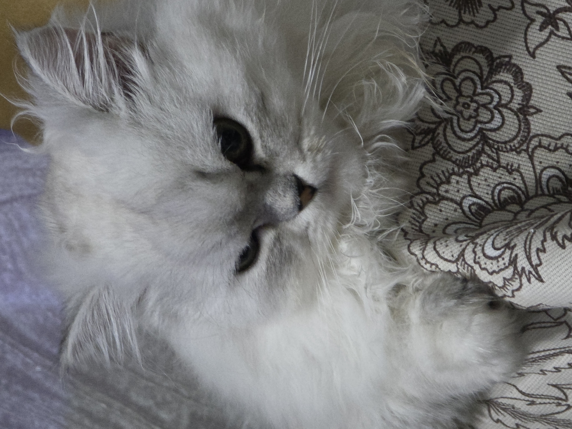 A close-up, medium shot captures a fluffy, light gray Persian cat with dark green eyes resting on a patterned fabric surface. The cat's fur is long and voluminous, obscuring much of its body. The fabric beneath the cat features a repeating floral pattern in brown and light beige. The lighting is dim, creating soft shadows and highlighting the texture of the cat's fur and the fabric. The image is a still photograph and does not depict any specific location in Novocheboksarsk, Russia, nor does it contain any people, actions, or interactions.