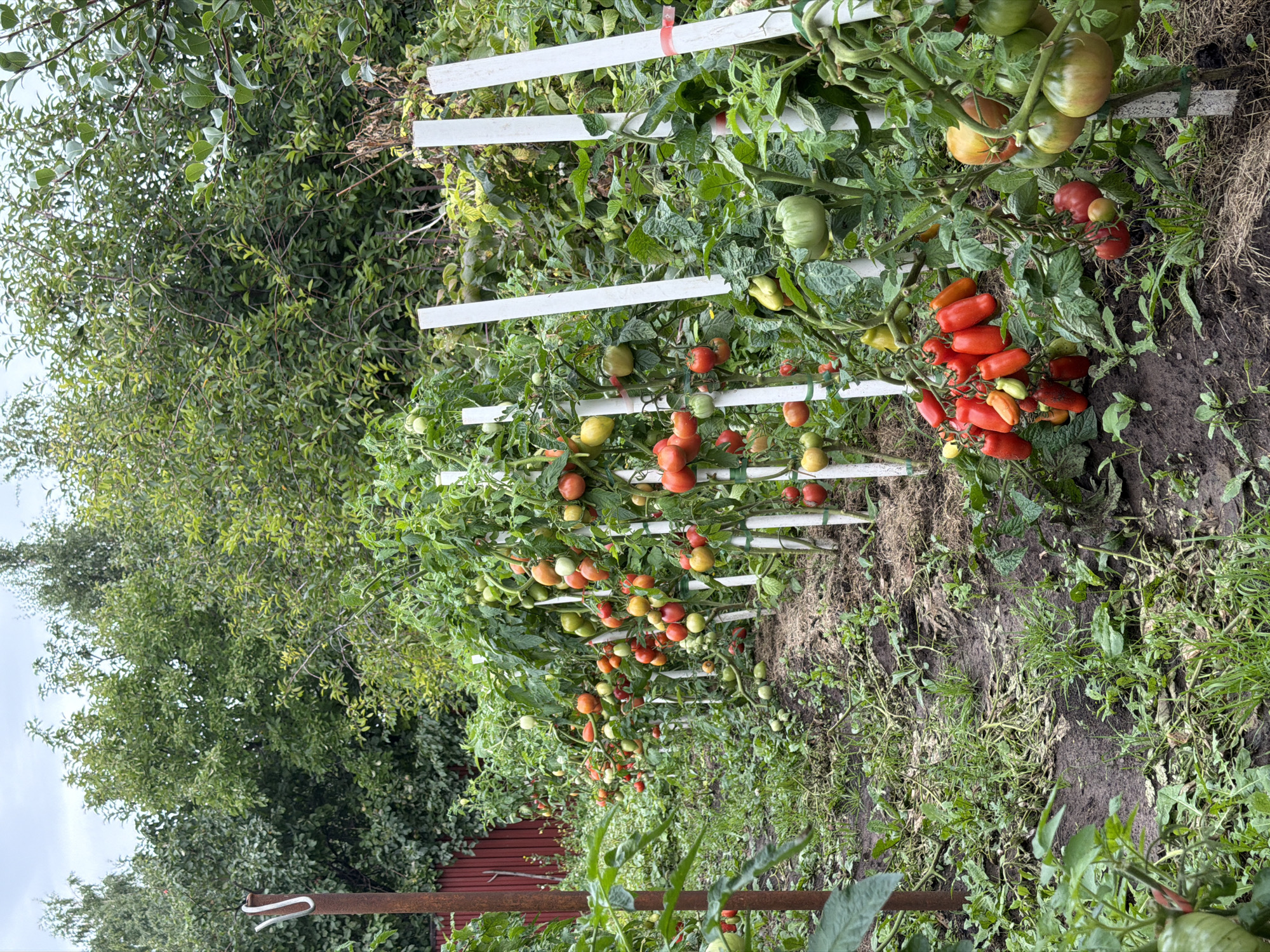 This image depicts a garden in Tenishevo, Russia, featuring a row of tomato plants laden with ripe and unripe fruit. The plants are staked with white poles, some with red ties. The ground is covered in soil, grass, and some dead foliage. In the background, a red fence and lush green trees are visible, suggesting a rural or semi-rural setting. The sky is overcast. There are no people or animals present in the image.