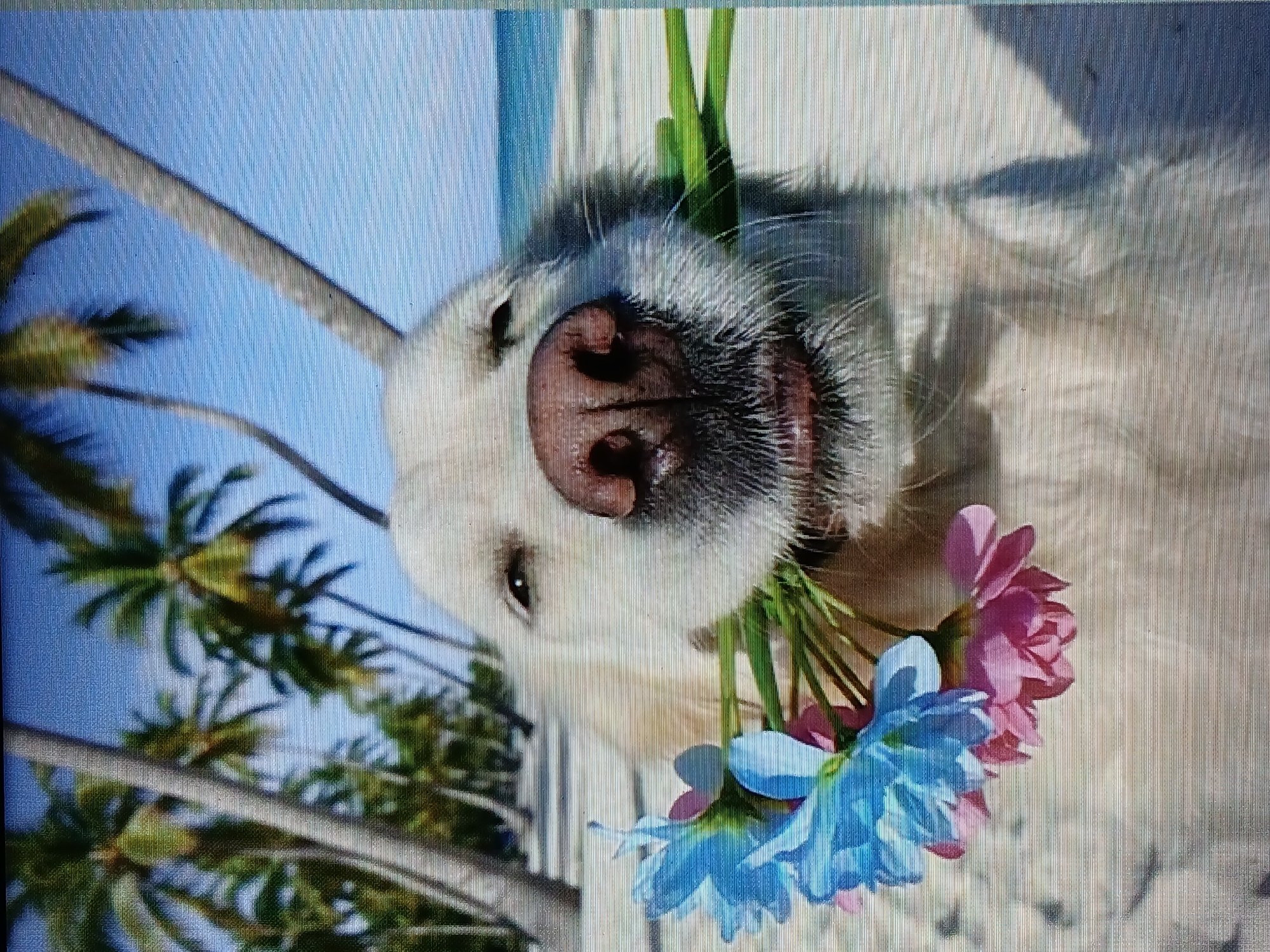 A white golden retriever dog is upside down, facing the camera, with a bouquet of blue and pink flowers in its mouth. The dog's eyes are open and alert. Behind the dog, there are palm trees and a blue sky, suggesting a tropical location. A white, vertical fence or post-like structure is also visible in the background. The location is Juan Griego, Venezuela.