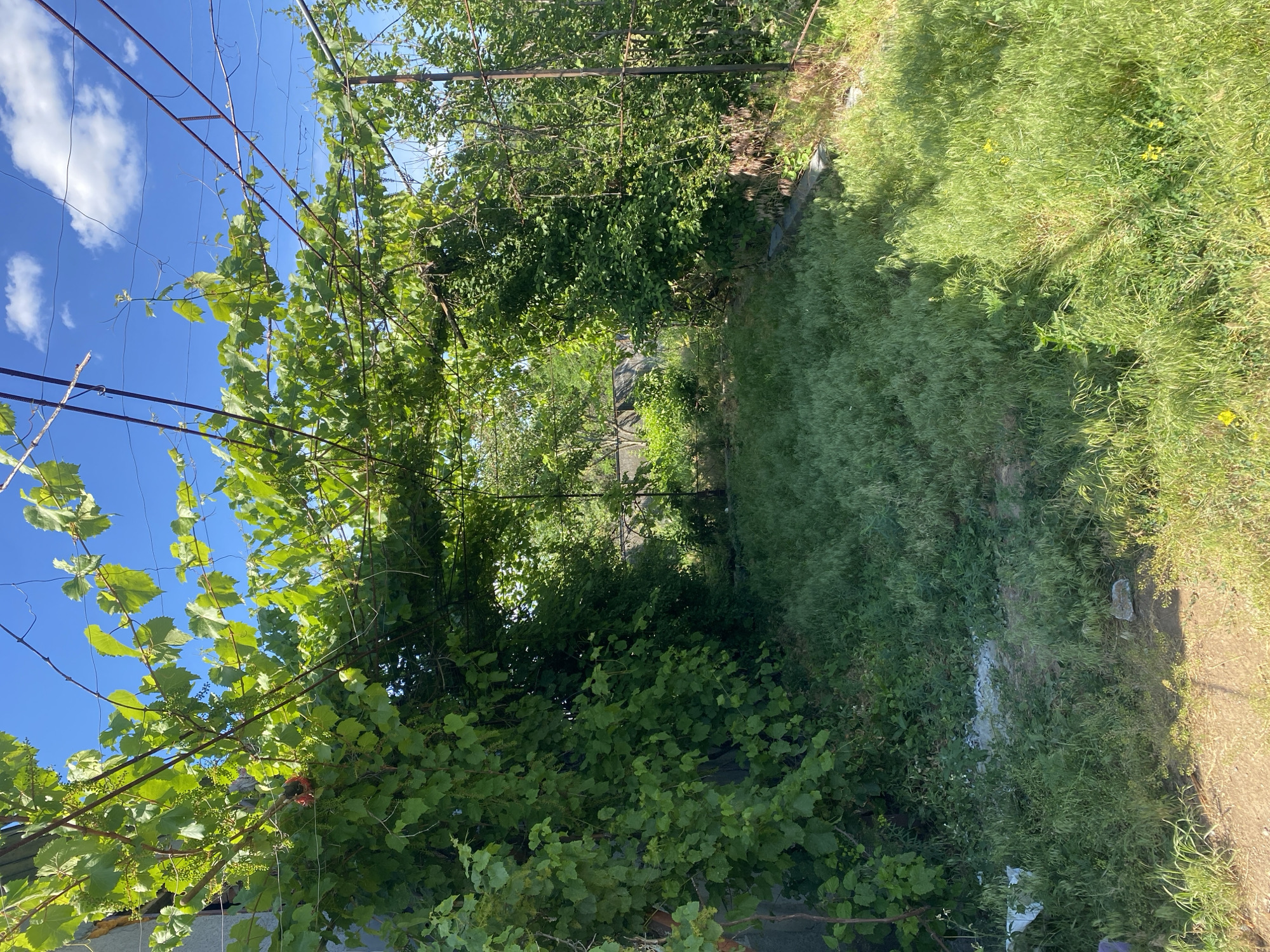 This is a vertical, wide shot of a lush, overgrown outdoor space on a sunny day. The foreground is dominated by the vibrant green leaves and thin branches of a vine, possibly grapes, climbing on a wire trellis. The vine is dense, with sunlight filtering through its leaves, casting dappled shadows. Beyond the vine, the scene opens up to a path or unkempt yard covered in tall, wispy green grass, dotted with small yellow wildflowers. In the distance, more trees and dense foliage create a sense of depth and wilderness.
The sky is a brilliant, clear blue with a few fluffy white clouds visible above the vine. The bright sunlight suggests it is daytime, likely mid-morning or afternoon. The overall impression is one of natural abundance and perhaps a slightly neglected garden or natural area. There is no visible text in the image.