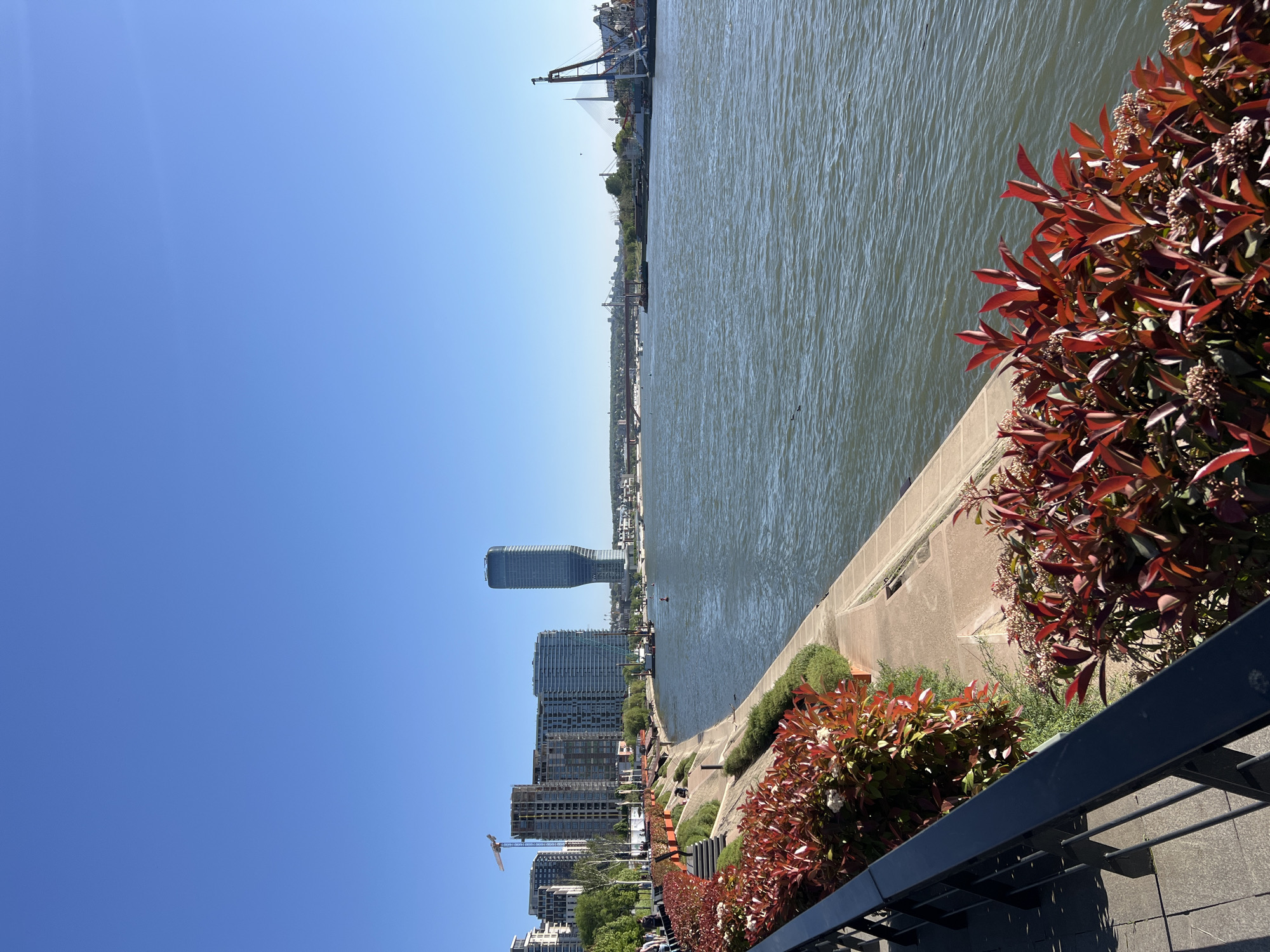 The image shows a view of the Sava River in Belgrade, Serbia, taken from a slightly elevated position along the riverbank. Modern buildings, including the Belgrade Tower, are visible along the riverfront. A metal railing and red-leaved shrubs are in the foreground. The water is calm, and a bridge and other structures can be seen in the distance. The sky is clear and blue.