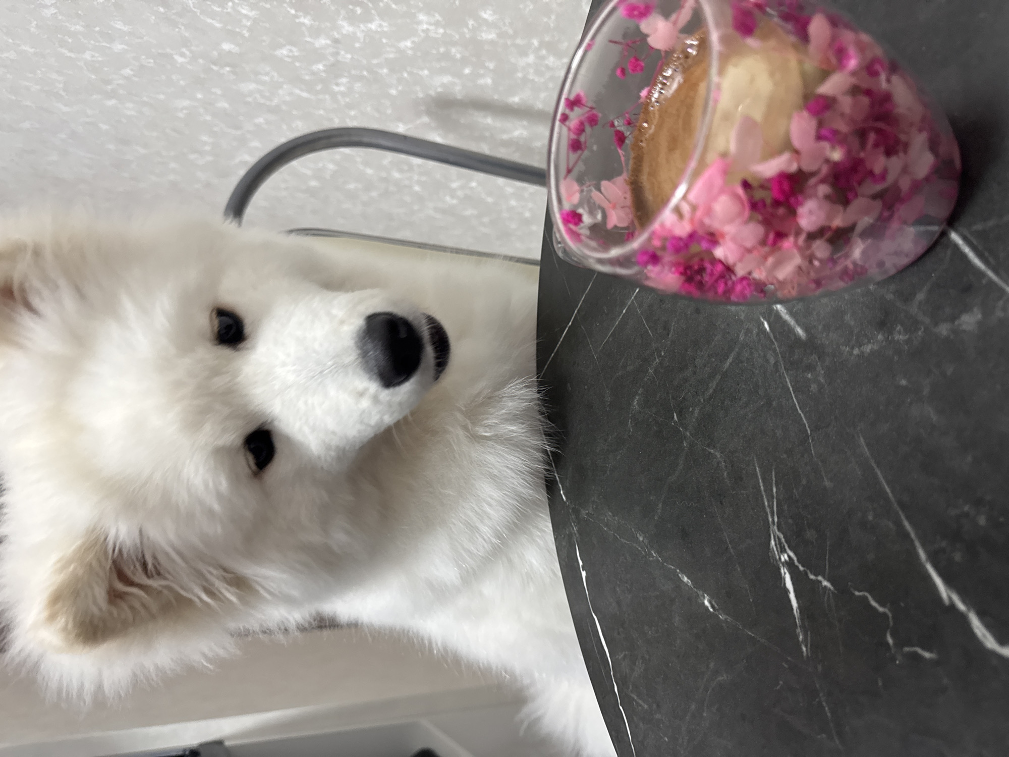 A white Samoyed dog is positioned on the left side of the image, its head tilted towards the camera. To the right, on a black marble surface, sits a glass container filled with pink and white dried flowers. The scene is indoors, possibly on a table. There is no evidence to suggest the location is Chaikovsky, Russia.