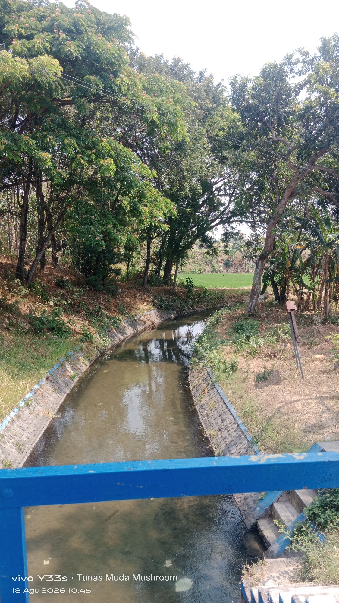 A medium shot captures a man-made canal flowing through a natural environment, viewed from an elevated perspective, likely a bridge, as indicated by the blue railing in the foreground. The canal, with stone-lined banks, carries murky water reflecting the surrounding trees. Lush green vegetation, including tall trees and smaller bushes, lines the banks of the canal. In the background, a field of green crops is visible, suggesting an agricultural area. The sky is bright and overcast. Text overlay on the image indicates it was taken with a vivo Y33s, belonging to "Tunas Muda Mushroom," and dated "18 Agu 2026 10.45." The location is identified as Tanjung, Indonesia.