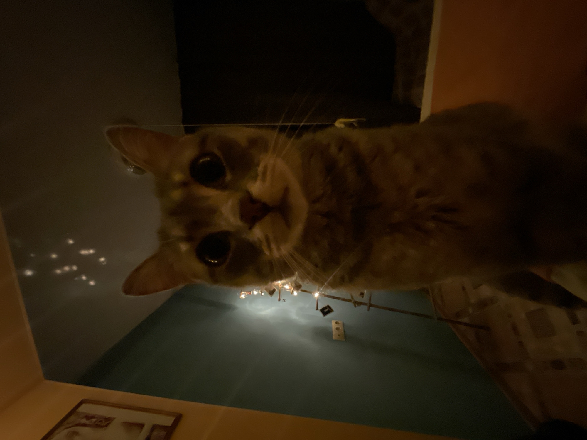 A cat is the central subject of this low-light indoor image. The cat is looking directly at the camera with its eyes wide open, illuminated by the flash. The cat appears to be light brown or grey with tabby markings. The background is dimly lit, with hints of a teal-colored wall, a picture frame on the left, and what appears to be a string of fairy lights on a vertical structure behind the cat. There is also a dark, out-of-focus area to the right, possibly a wall or furniture. The image appears to have been taken from a low angle, close to the cat.