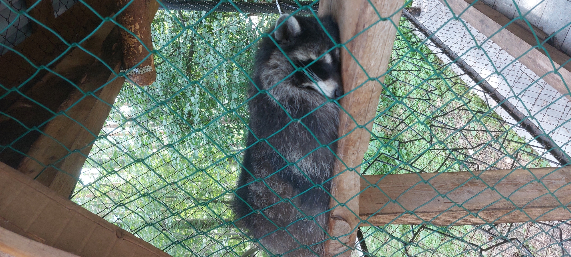 A raccoon is curled up asleep on a wooden platform, behind a green wire mesh fence. The raccoon is predominantly grey and black with white markings on its face. The platform appears to be part of an enclosure, possibly a habitat or zoo exhibit, with wooden posts and framing visible. Behind the fence, the environment is overgrown with green foliage and trees, suggesting an outdoor setting. The lighting suggests it is daytime, with some dappled sunlight filtering through. This image was taken in Berdsk, Russia.