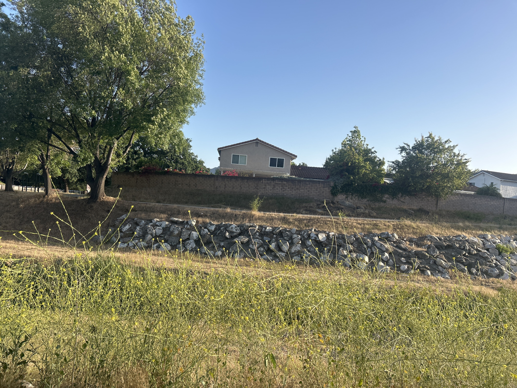 This image presents a serene suburban landscape, likely in Oak Park, United States of America, under a clear, bright blue sky. The scene combines natural elements with residential architecture, depicted on a sunny day, likely late morning or early afternoon given the high sun and clear lighting.
In the immediate foreground, a dense field of tall, slender plants with green stems and numerous small yellow flowers dominates the lower half of the frame, creating a natural, uncultivated barrier.
Behind this floral growth, a rocky embankment made of various light-colored, irregularly shaped stones forms a prominent horizontal band across the midground. Above this, a dry, earthy slope leads to a solid, light-brown brick or concrete block wall that stretches across the scene, providing a boundary for the residential area beyond.
The background features residential homes and mature trees. On the left, a large, leafy tree with a dense green canopy stands tall, its branches reaching upwards. In the center, a two-story house with a light-colored (possibly beige or tan) exterior and a reddish-brown tile roof is visible above the wall, showcasing two dark-framed windows. Hints of green and red foliage are present in front of the house, partially obscured by the wall. To the right, more trees and a section of another house can be seen.
The weather is clear and sunny, with no clouds in sight. No specific activities or people are visible, presenting a quiet, static moment in this blend of natural and developed environments. There is no discernible text within the image.