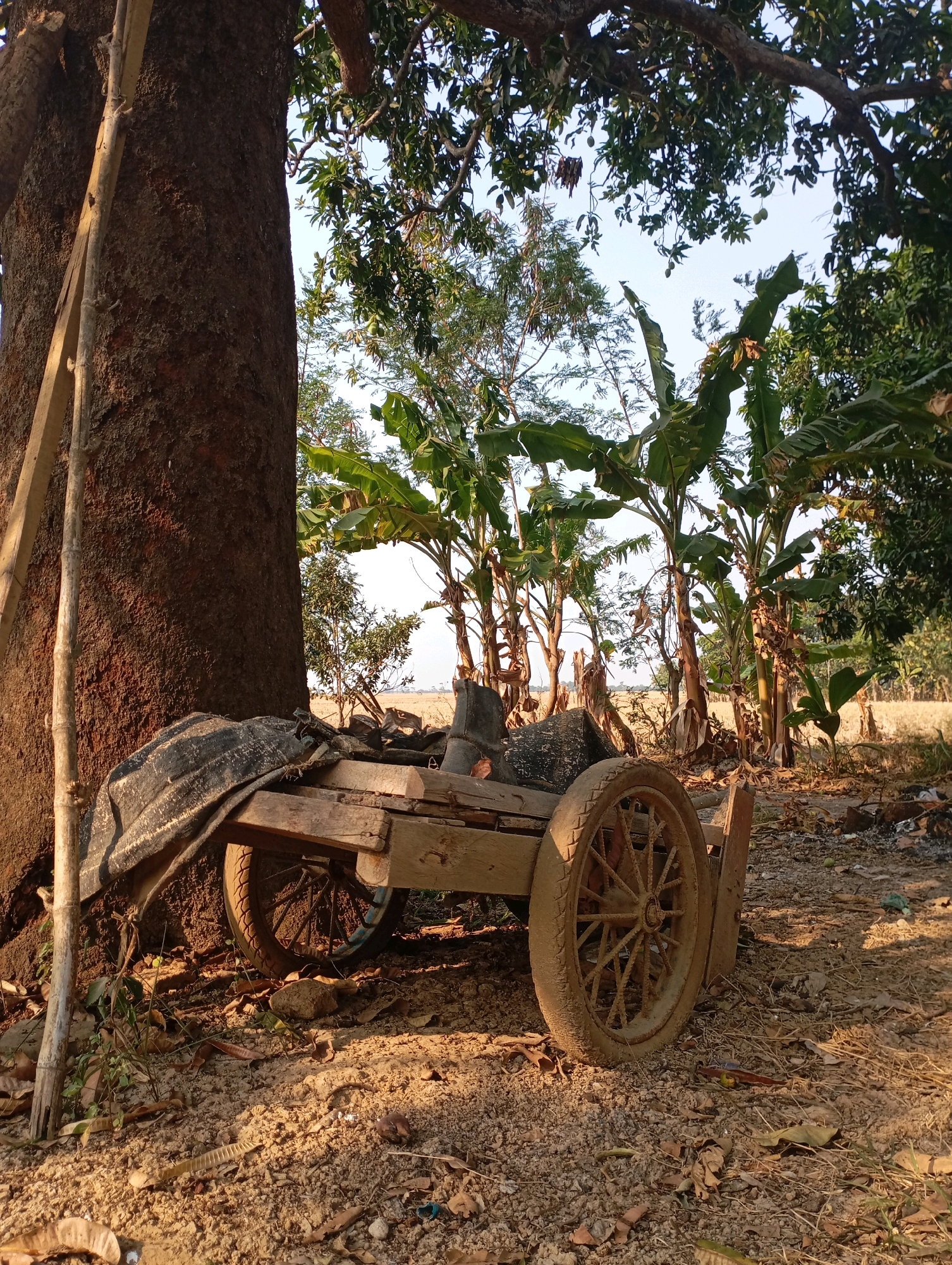 In the village of Kecamatan Haurgeulis, Indonesia, an old wooden cart rests near the base of a large, mature tree. The cart is covered with a dark tarp, and its wooden frame appears weathered. Two spoked wheels are visible, one on each side of the cart, resting on the dry, dusty ground. Scattered dry leaves and debris are present on the ground around the cart and tree. Behind the cart, a cluster of banana trees stands tall, their large leaves reaching towards the sky. The scene is bathed in the warm light of what appears to be either early morning or late afternoon sun, casting shadows and highlighting the textures of the environment. The background shows a field of dry vegetation, suggesting a rural or agricultural setting. No people are visible in the image.