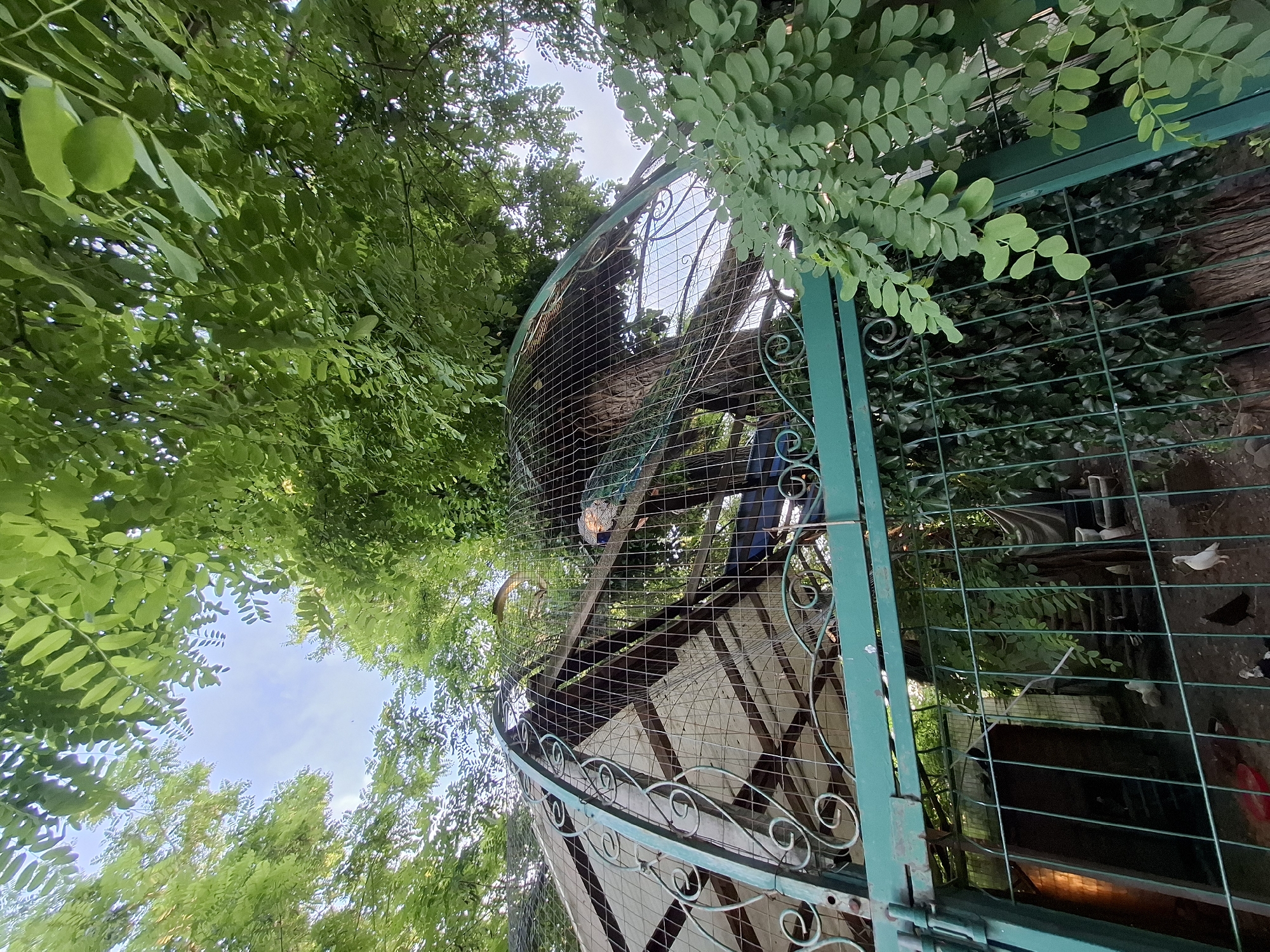 The image shows a peacock inside a large enclosure constructed with green metal bars and a wire mesh roof. The enclosure is located outdoors, surrounded by lush green foliage from trees that extend over the top of the structure. In the foreground, a green metal gate with decorative scrollwork is visible, partially obscuring the view into the enclosure. Inside the enclosure, several birds, possibly chickens or doves, are visible on the ground. The overall scene suggests an aviary or a large bird enclosure, likely in a park or a residential area, within the city of Korenovsk, Russia. The lighting indicates it is daytime, with sunlight filtering through the leaves and the wire mesh.