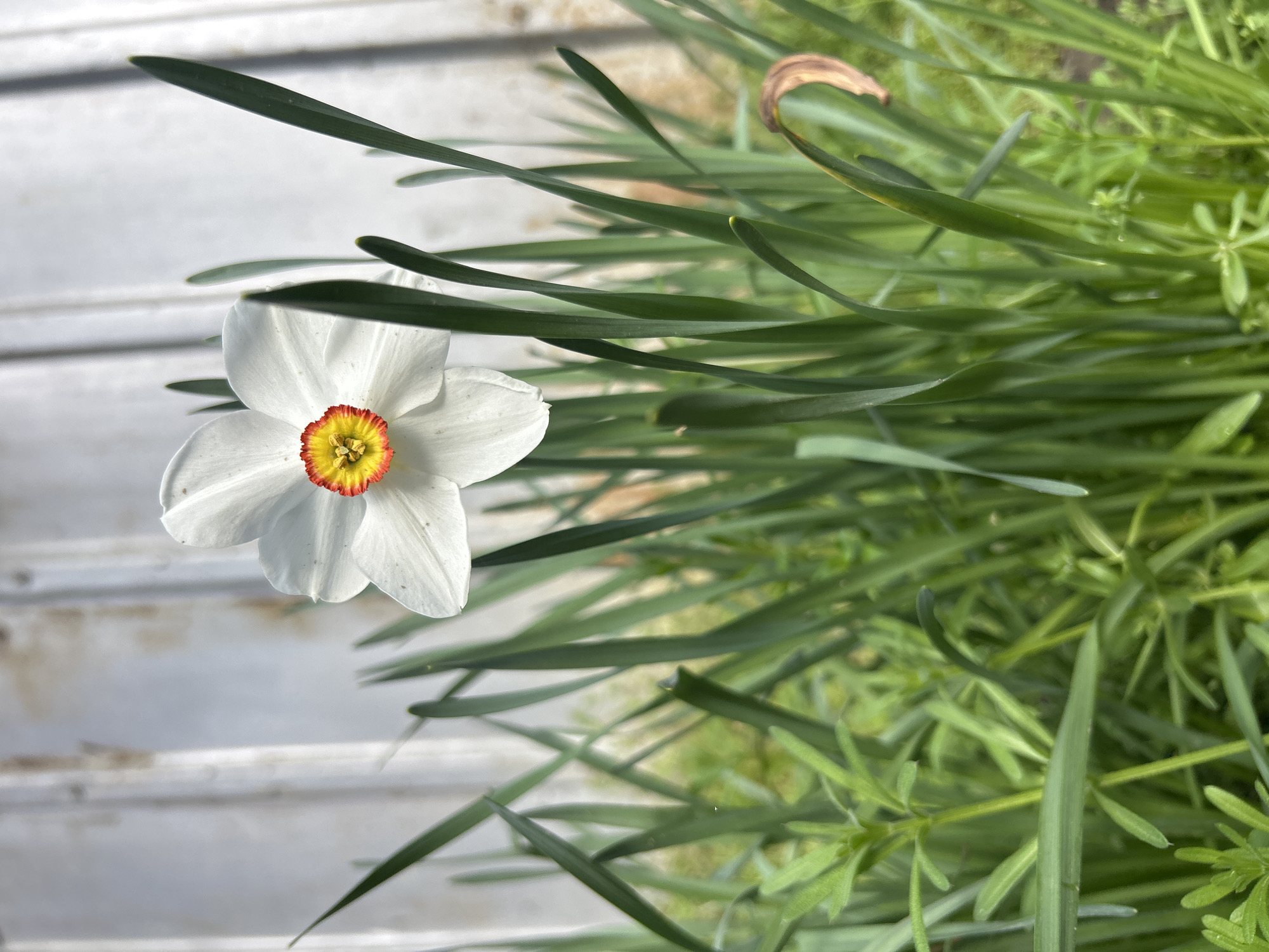A narcissus flower is in bloom near a weathered gray, horizontally-aligned plank surface and green vegetation. The flower has white petals and a yellow and orange center. Long, slender green leaves surround the flower. The background includes a dense mix of green plants. The image does not obviously reveal a specific location in Plovdiv, Bulgaria, but the presence of the flower suggests a garden or park setting. There are no visible people, actions, or interactions.