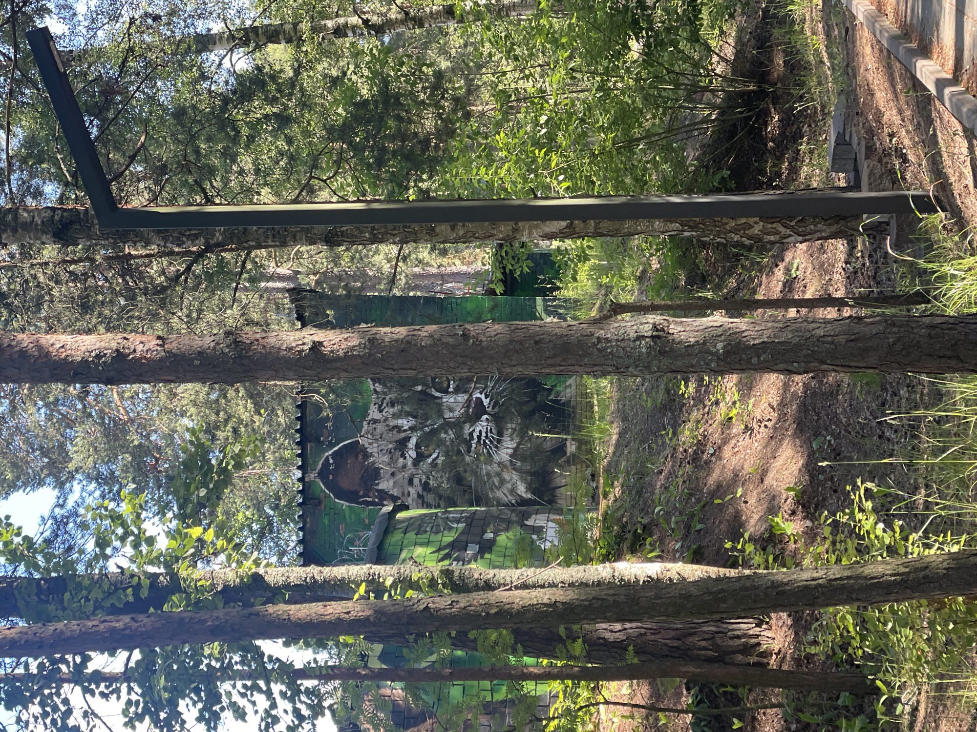 The image depicts a wooded area with a mural on a structure in the background. The scene is dominated by trees and lush green foliage, suggesting an outdoor setting, possibly a park or a forest. Several tree trunks are visible in the foreground, with the one closest to the viewer running horizontally across the frame.
In the mid-ground, a large mural of a tiger's face is painted on a surface that appears to be part of a building or enclosure. The mural is detailed, capturing the tiger's intense gaze and striking facial markings. The structure itself is partially obscured by a fence-like barrier.
The overall setting is natural and somewhat wild, with sunlight dappling through the leaves, indicating it is daytime. The lighting suggests a clear or partly cloudy day. The presence of a mural on a structure within a natural environment could imply a zoo, an animal sanctuary, or an artistic installation within a natural park. The location is identified as Sosnoviy Bor, Russia. No people are visible in the frame, and no text is readily discernible. The composition, with the trees framing the mural, creates a layered visual effect.