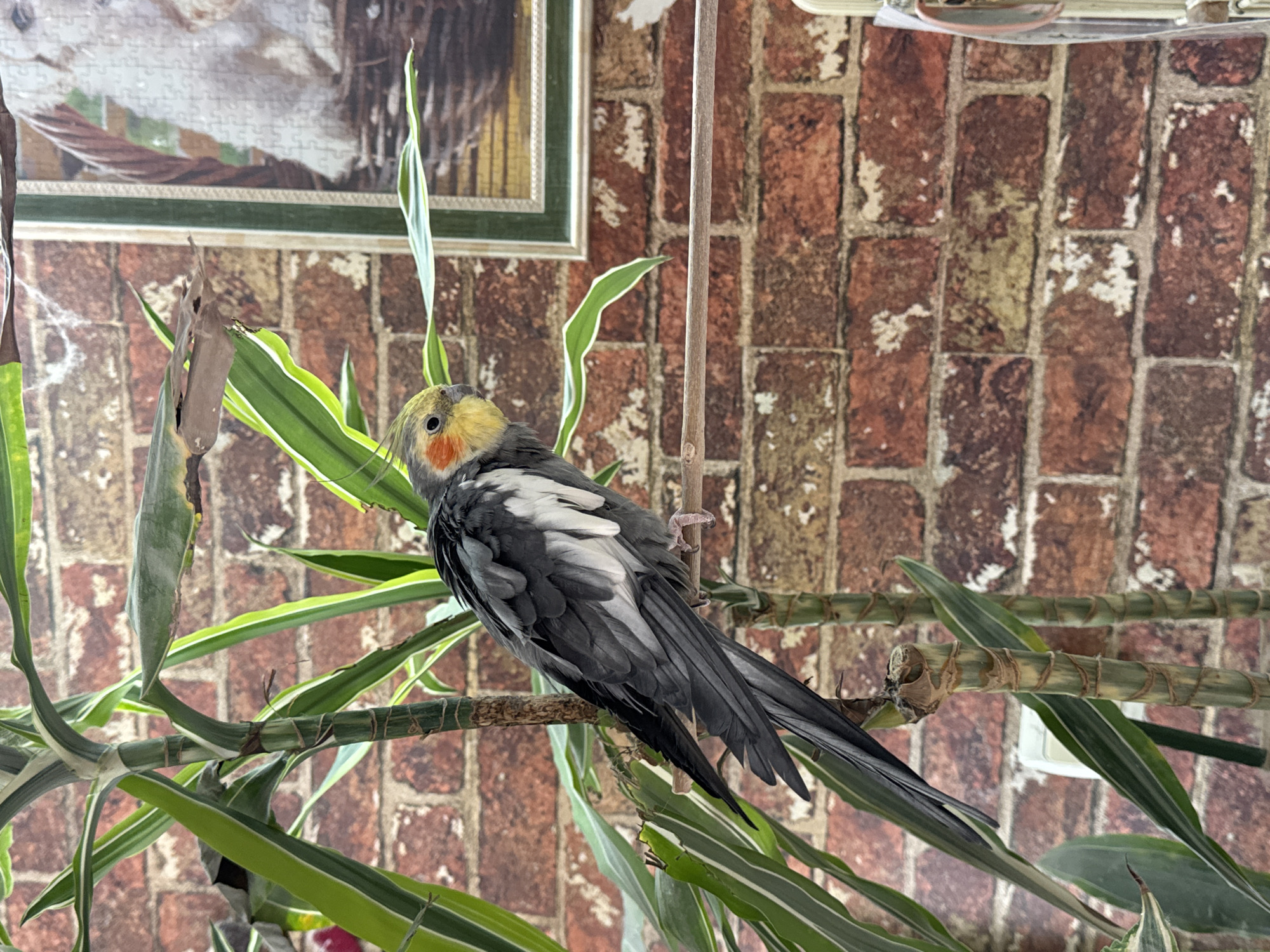 A grey and yellow cockatiel sits on a green plant. The cockatiel has an orange spot on its face. The background is a red brick wall. A framed puzzle is visible in the upper left corner. The location is likely indoors and there is no information to ascertain that it is in Plovdiv, Bulgaria.