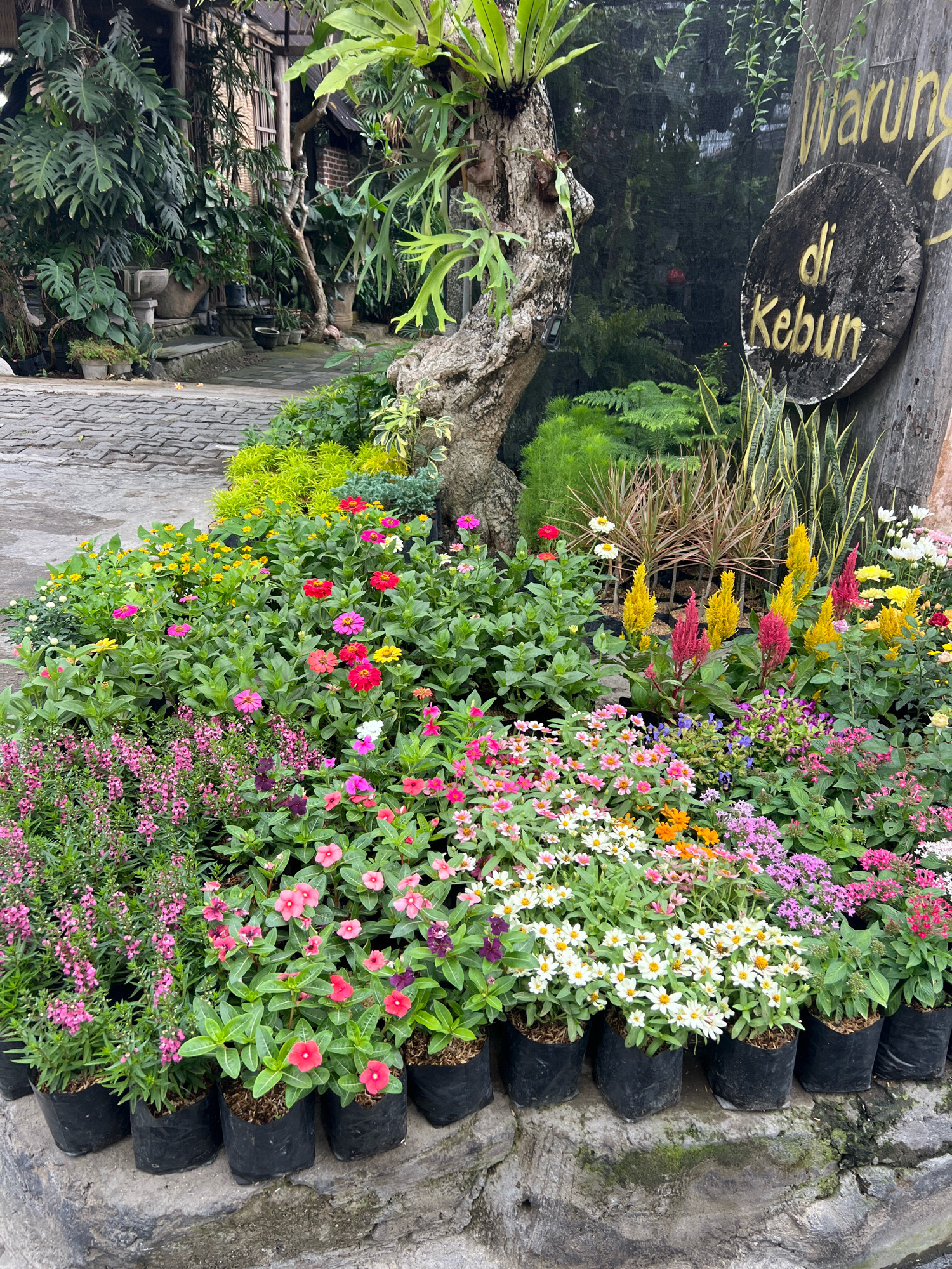 The image depicts a vibrant display of potted flowers arranged in front of a rustic wooden structure with a sign reading "Warung di Kebun" (Garden Cafe). The flowers are a mix of various colors and types, including pink, red, yellow, orange, and white zinnias, celosias, and other smaller blooms. They are planted in black plastic bags and placed on a stone ledge. In the background, lush green foliage and a large tree with a bird's nest fern add to the natural ambiance. The presence of the sign suggests the location is a cafe or eatery situated within a garden setting, likely in or around Denpasar, Indonesia, given the Indonesian text. The scene conveys a sense of tropical tranquility and botanical richness.