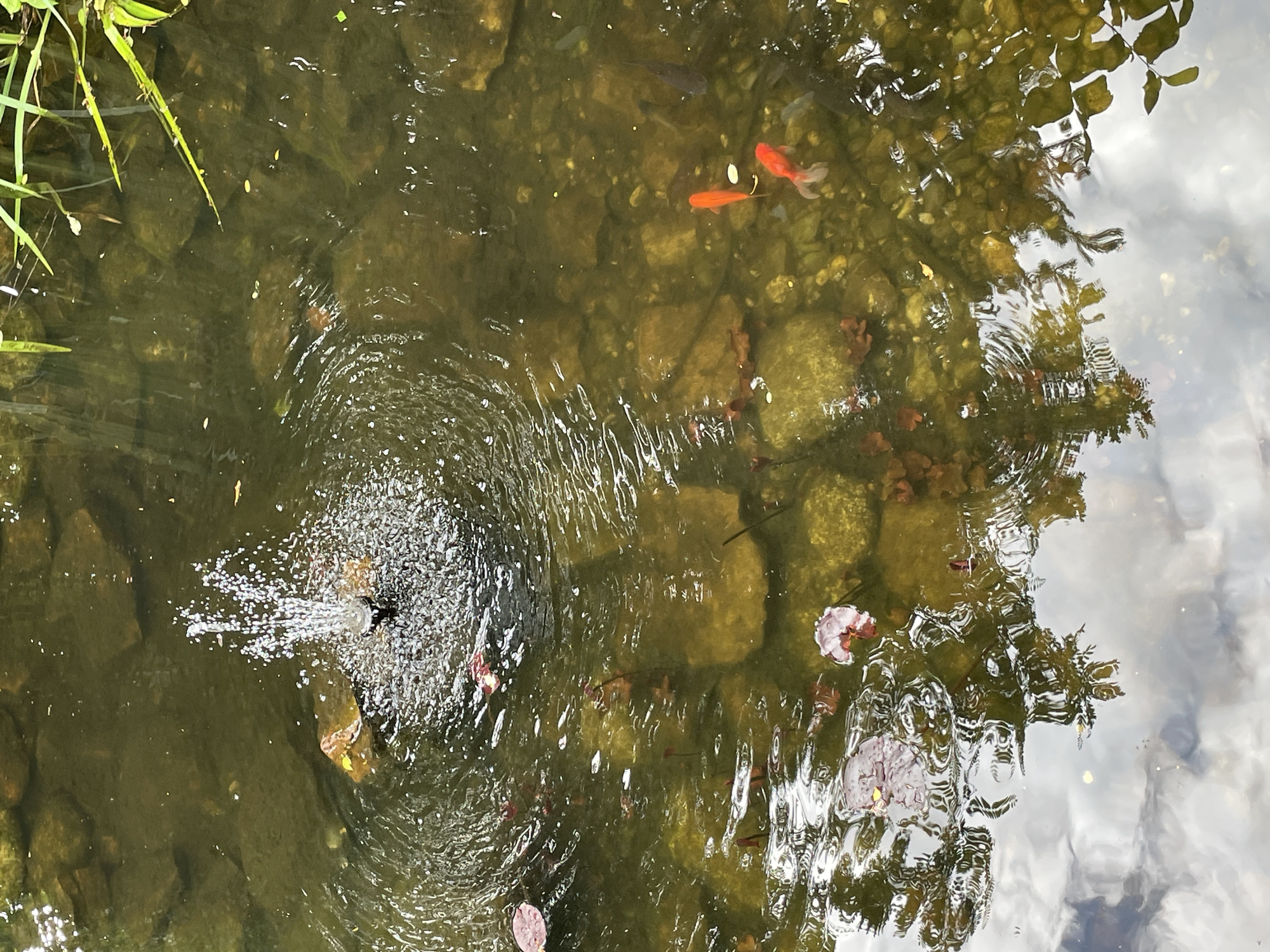 In a pond located in an unknown area of an unknown city, a small fountain sprays water into the air, creating ripples on the murky surface. The pond bed is visible through the translucent water, revealing a collection of smooth, rounded rocks of varying sizes, some covered in moss. A few goldfish, one bright orange and another with a lighter orange hue, swim near the surface. A darker, slender fish is also present, partially obscured by the murky water. Scattered lily pads, some with pinkish-red undersides, float on the water. The reflection of the sky and surrounding foliage is visible on the water's surface, creating a blurred, impressionistic effect. The overall scene captures a serene, naturalistic environment within an urban setting.