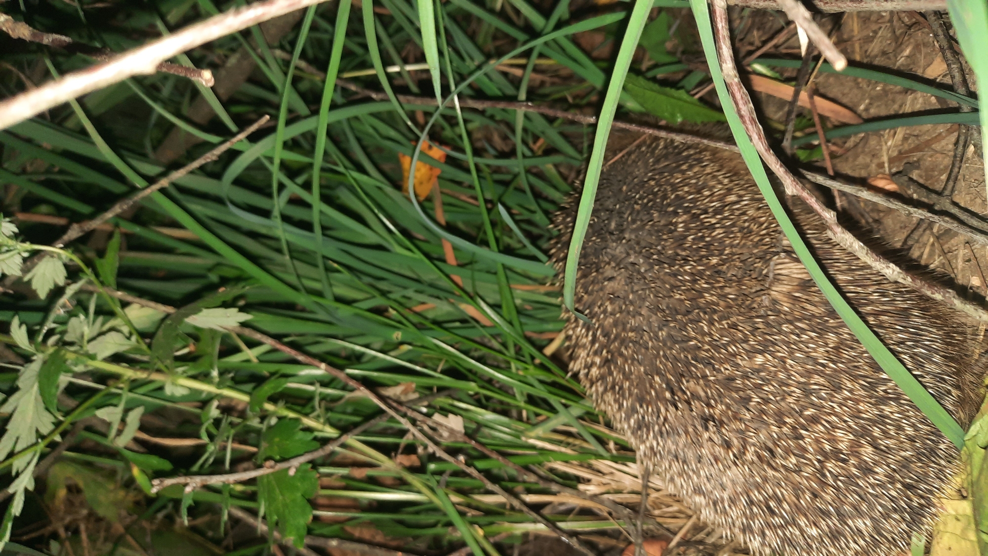 A hedgehog is partially visible, nestled in tall green grass and undergrowth. Its spiky brown and tan fur is the most prominent feature. The background is filled with dense foliage and dry leaves on the ground. The scene appears to be outdoors, possibly in a garden or natural area within the city of Shklov, Belarus.