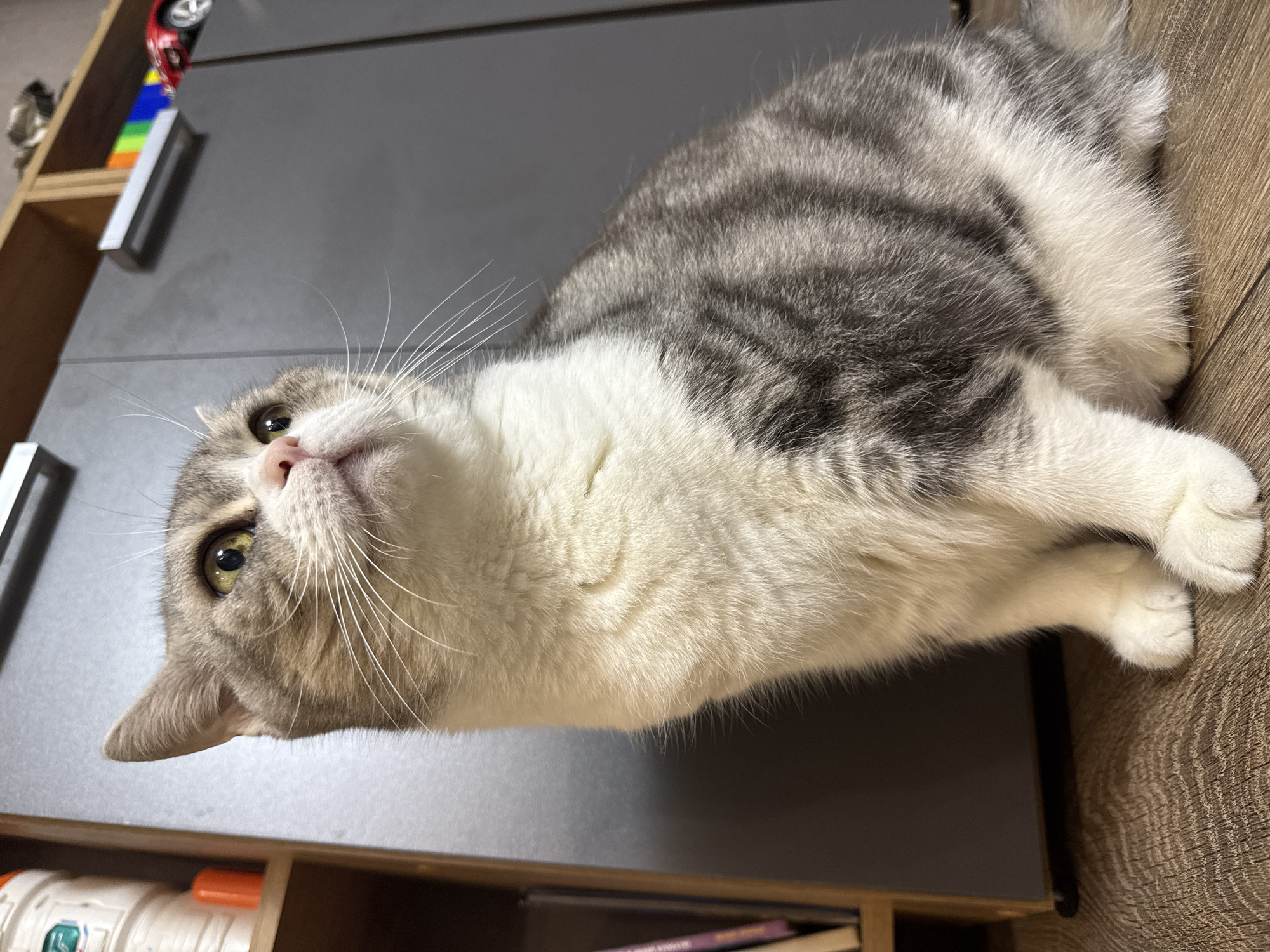 A grey and white cat sits on a wooden floor, looking upwards. The cat has green eyes, white whiskers, and grey tabby markings on its fur. Behind the cat are tall, dark grey cabinets with silver handles. To the left of the cabinets is a light brown bookshelf filled with books and a roll of toilet paper. On top of the cabinets, a colorful toy car is visible. The scene appears to be indoors. There is no indication of the location being in Chaikovsky, Russia.