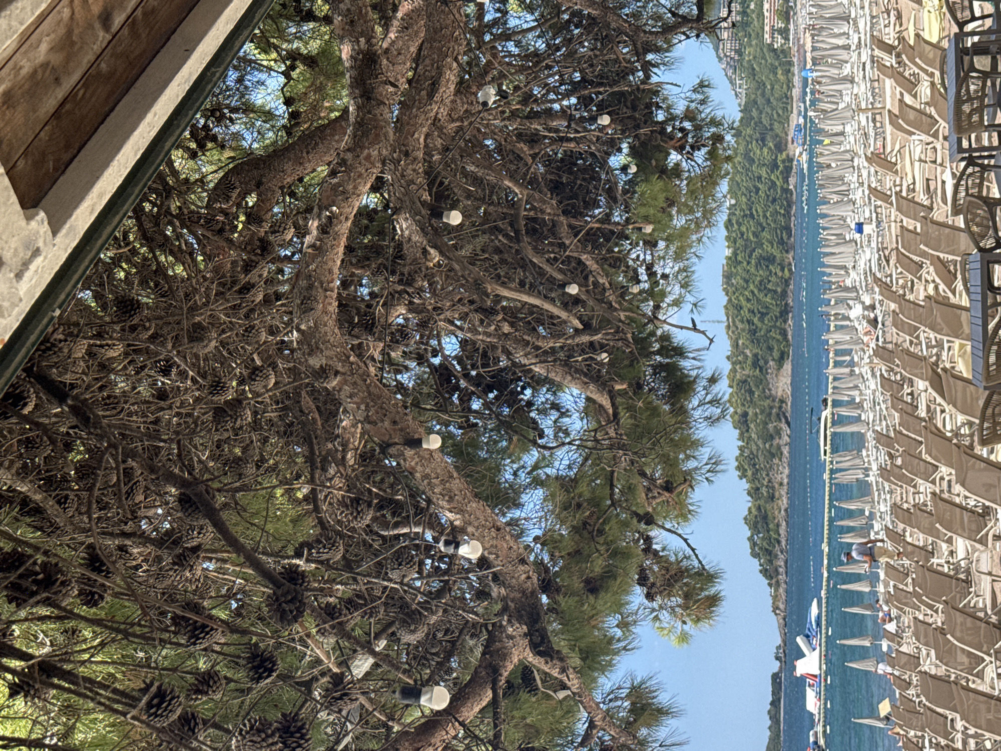 The image captures a view from under a large, mature pine tree at a beach in Rafailovići, Montenegro. The tree's branches, laden with pinecones, extend overhead, creating a natural canopy. String lights are strung between the branches, adding a decorative element.
Below the tree, a beach stretches out, filled with rows of empty lounge chairs and closed umbrellas, suggesting a peaceful, uncrowded moment. The sand is not explicitly visible due to the density of the chairs.
The Adriatic Sea is visible in the background, a vibrant blue. A few people are scattered on the beach and near the water's edge. A man in a light-colored shirt and shorts walks along the shoreline between the rows of chairs. In the water, there are various floating structures, including a large inflatable water toy, a smaller boat, and a yellow barrier line. The coastline is lined with lush green trees and buildings that ascend the hillsides, characteristic of the Montenegrin coast. The sky is a clear, bright blue, indicating a sunny day. The overall impression is a serene beach scene with a focus on natural elements and relaxed holiday atmosphere.