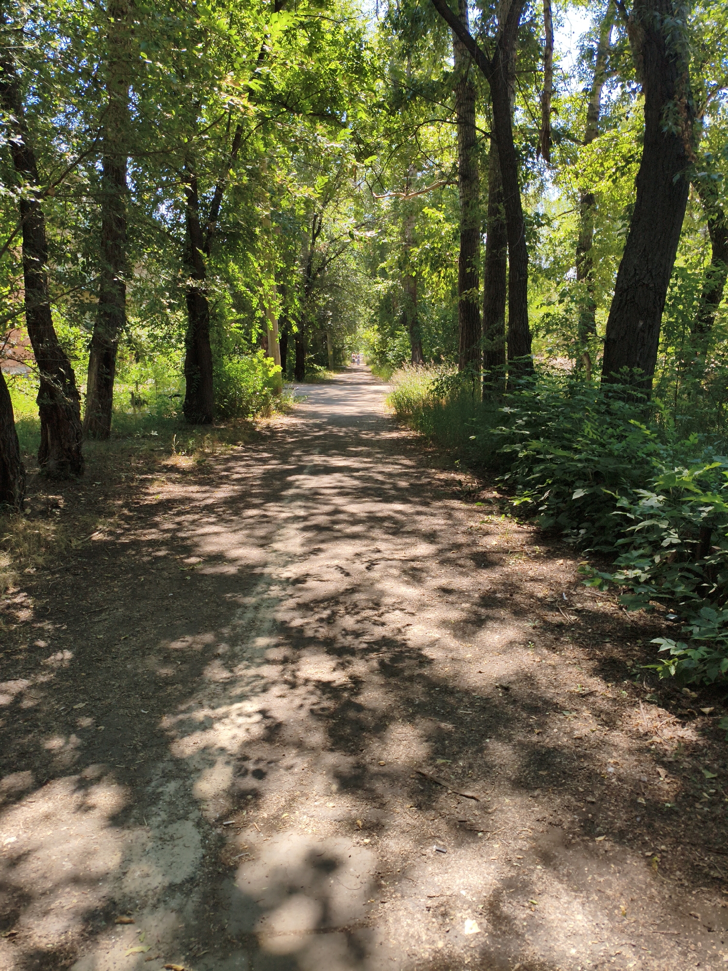 A sun-dappled dirt path winds through a verdant forest. Tall trees line both sides of the path, their leaves forming a dense canopy that casts intricate shadows on the ground. The path is mostly clear, with some scattered leaves and debris. In the distance, the path curves out of sight, hinting at a further journey through the natural landscape. The scene evokes a sense of tranquility and peacefulness, inviting exploration and contemplation.