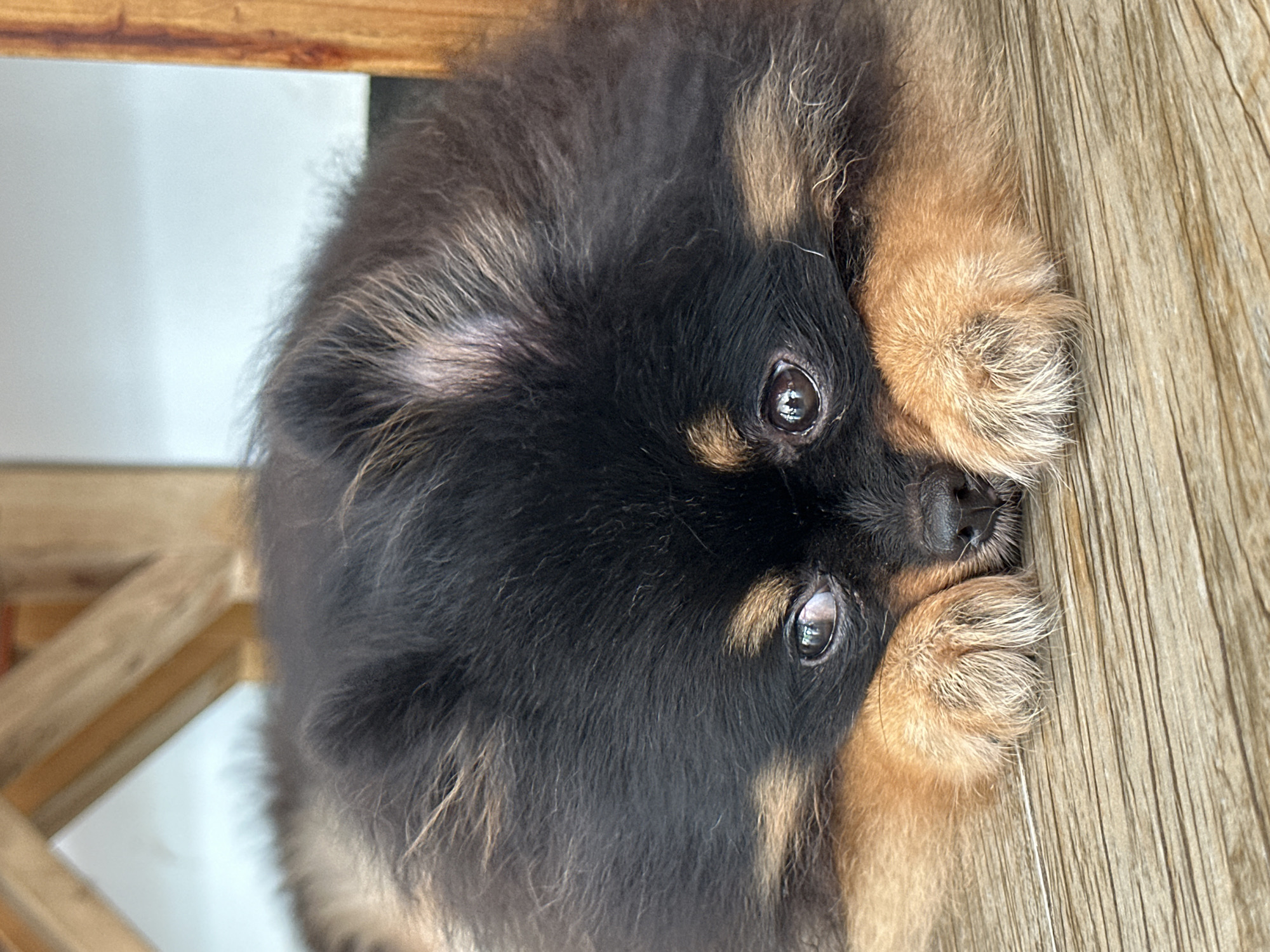 A Pomeranian puppy with black and tan fur lies on a wooden floor, resting its head on its front paws. The puppy's eyes are wide open, looking upwards and slightly to the left. The background features wooden furniture and a light-colored wall. The scene is indoors, likely in a residential setting in Da Nang, Vietnam.