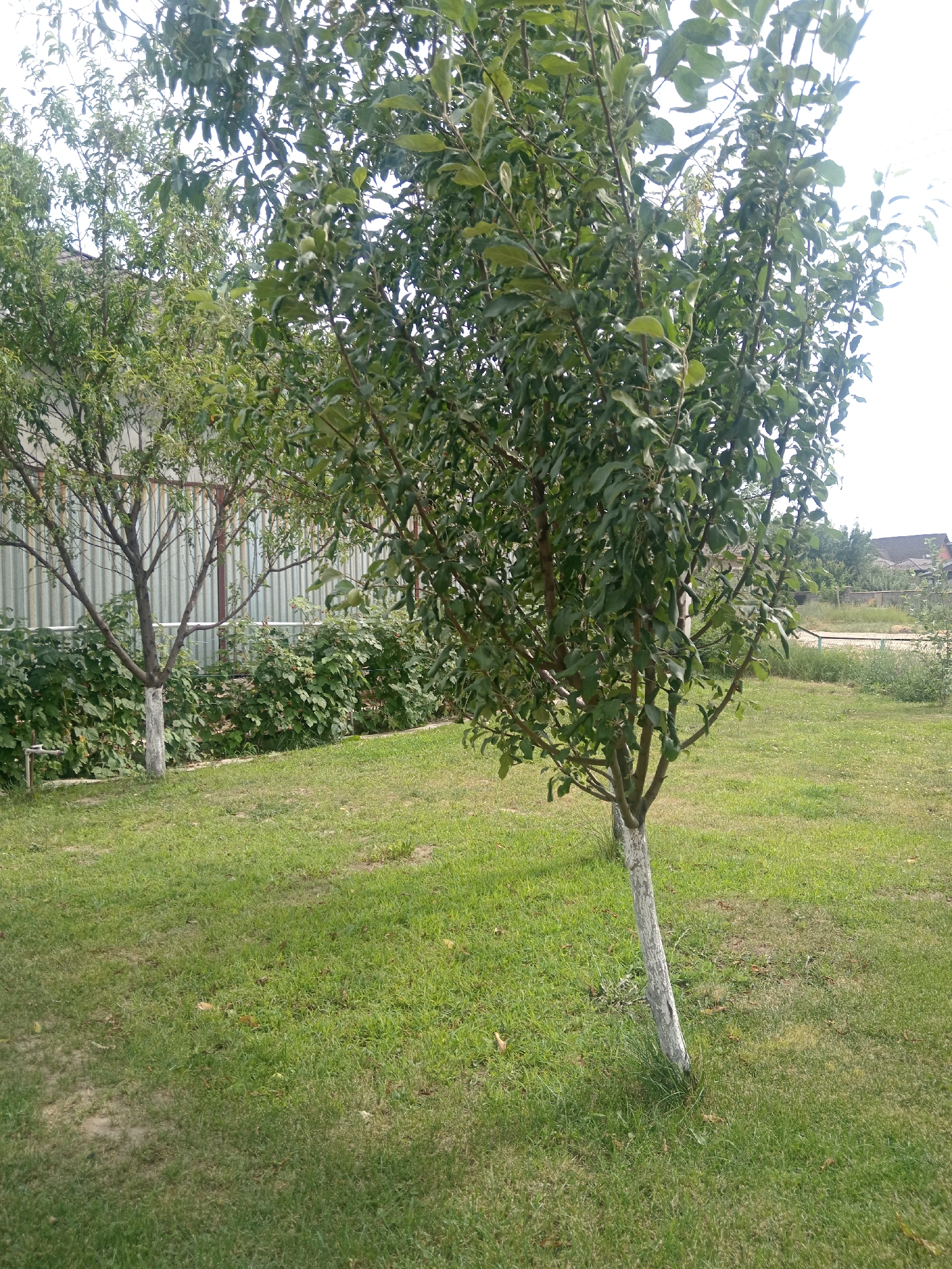 The image depicts an outdoor scene in a grassy yard. In the foreground, a young tree with a white-painted trunk stands prominently. The tree has a dense canopy of green leaves and several branches. To the left, another tree with a similar white-painted trunk is visible, positioned behind a row of green bushes. A corrugated metal fence runs horizontally across the middle ground, separating the yard from what appears to be another area or property. The ground is covered in green grass, with some patches of dry leaves scattered about. In the background, there are glimpses of other vegetation and structures, including what looks like a building with a dark roof. The sky is bright and appears to be overcast or hazy. The overall impression is that of a residential backyard or garden in a temperate climate.