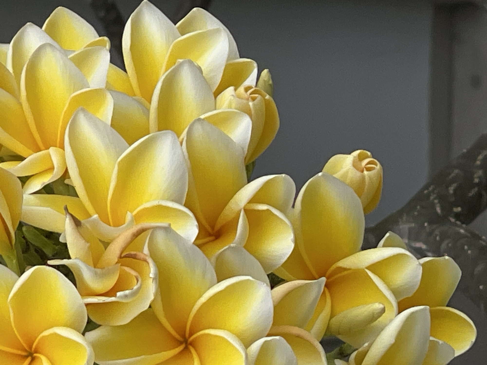 The image is a close-up, vertical shot of a cluster of yellow and white plumeria flowers. The flowers are tightly arranged, with some petals overlapping. The colors range from bright yellow in the center of the blooms to pale yellow and white towards the edges. The background is a muted, dark gray, which helps the vibrant flowers stand out. The texture of the petals appears smooth and waxy. The scene is located in Kuta, Indonesia.
