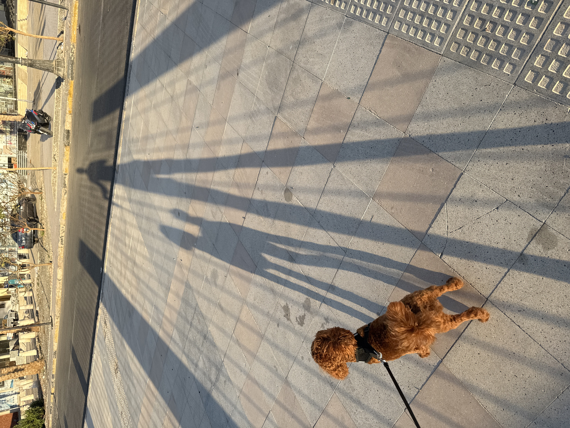 The image shows a brown poodle on a leash standing on a sidewalk in Unknown. The sidewalk is paved with gray tiles and has a textured border. The shadows of two people and other objects are cast across the sidewalk. A road is visible adjacent to the sidewalk, with parked cars and buildings on the other side.