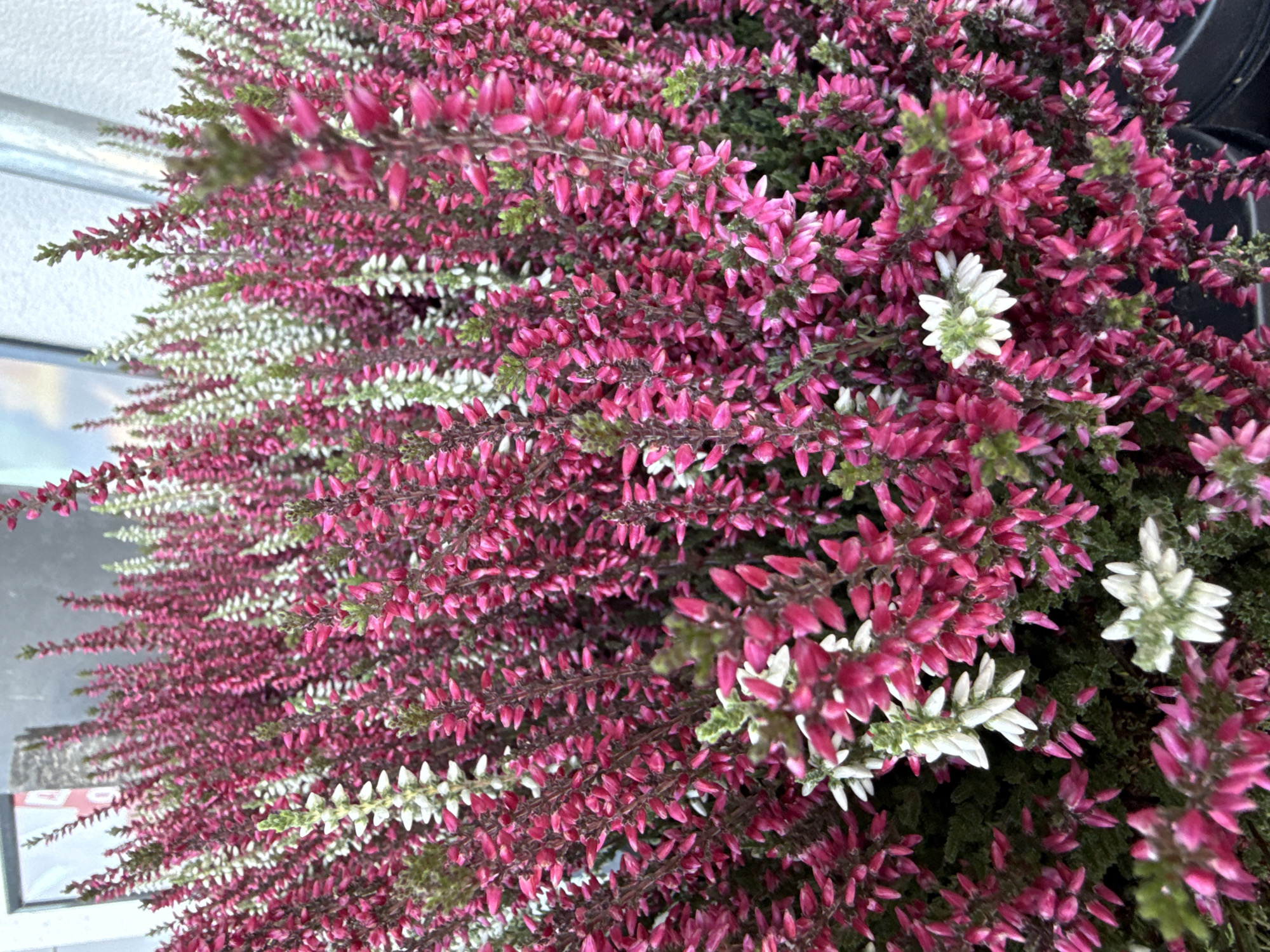 The image shows a dense, close-up view of blooming Calluna vulgaris, commonly known as heather or Scotch heather. The heather plants are predominantly a vibrant pinkish-magenta, with some interspersed spikes of white flowers. The plants are bushy and full, with individual flowers appearing as small, bell-shaped structures clustered along thin stems. The background is blurred and appears to be a gray, textured surface, possibly a wall or building, and a metallic pole is visible on the left edge. The scene is outdoors, and the lighting suggests it is daytime. The image does not contain any people or specific landmarks that would identify the location in Herzberg, Germany.