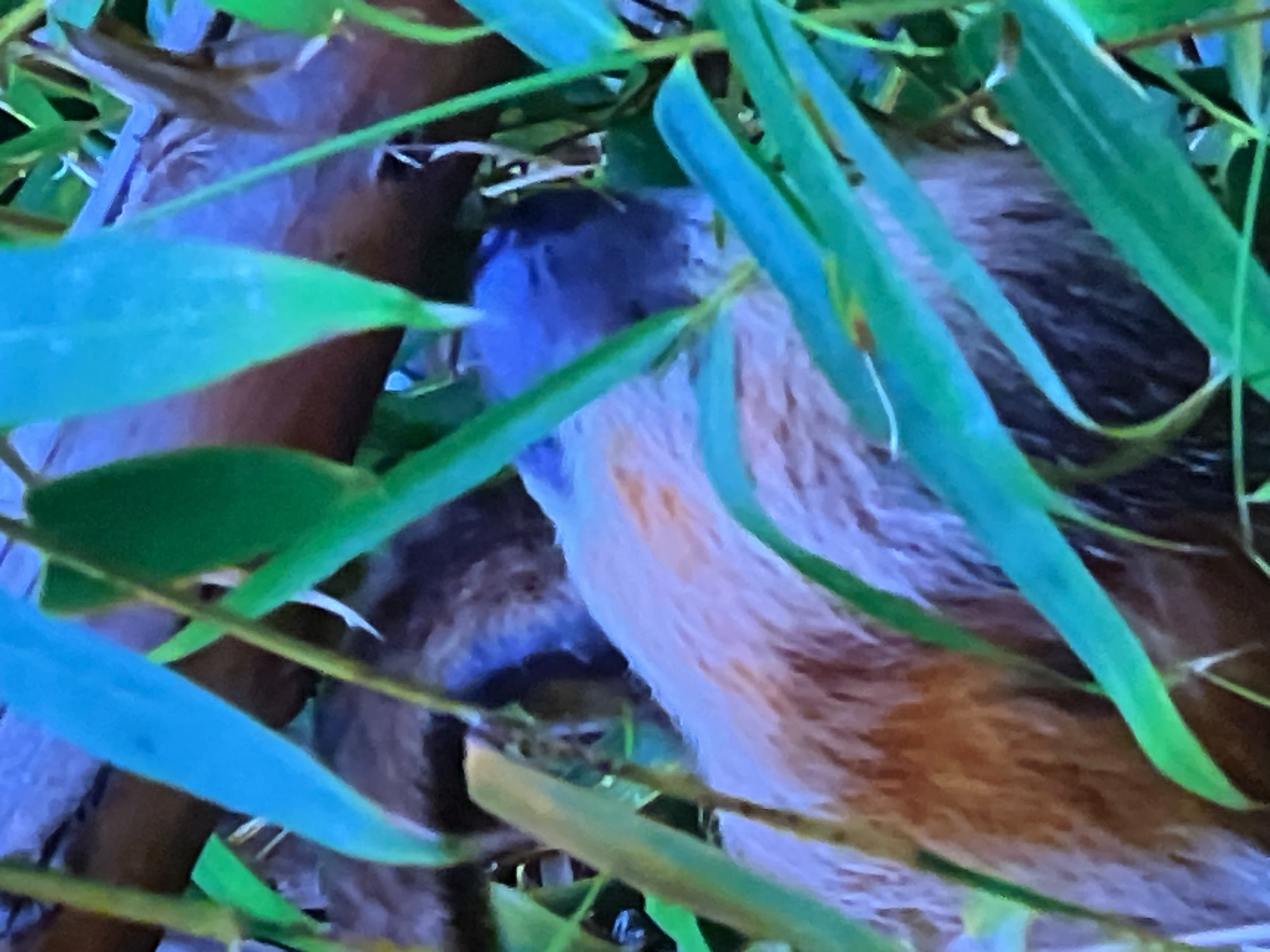 The image shows a close-up view of a sloth hanging from a branch, partially obscured by green leaves. The sloth has light brown fur on its back and a darker, bluish-gray head. The background appears to be a dark, leafy environment. The scene is captured in natural light. The image does not provide any information that would indicate its location in Casablanca, Morocco.