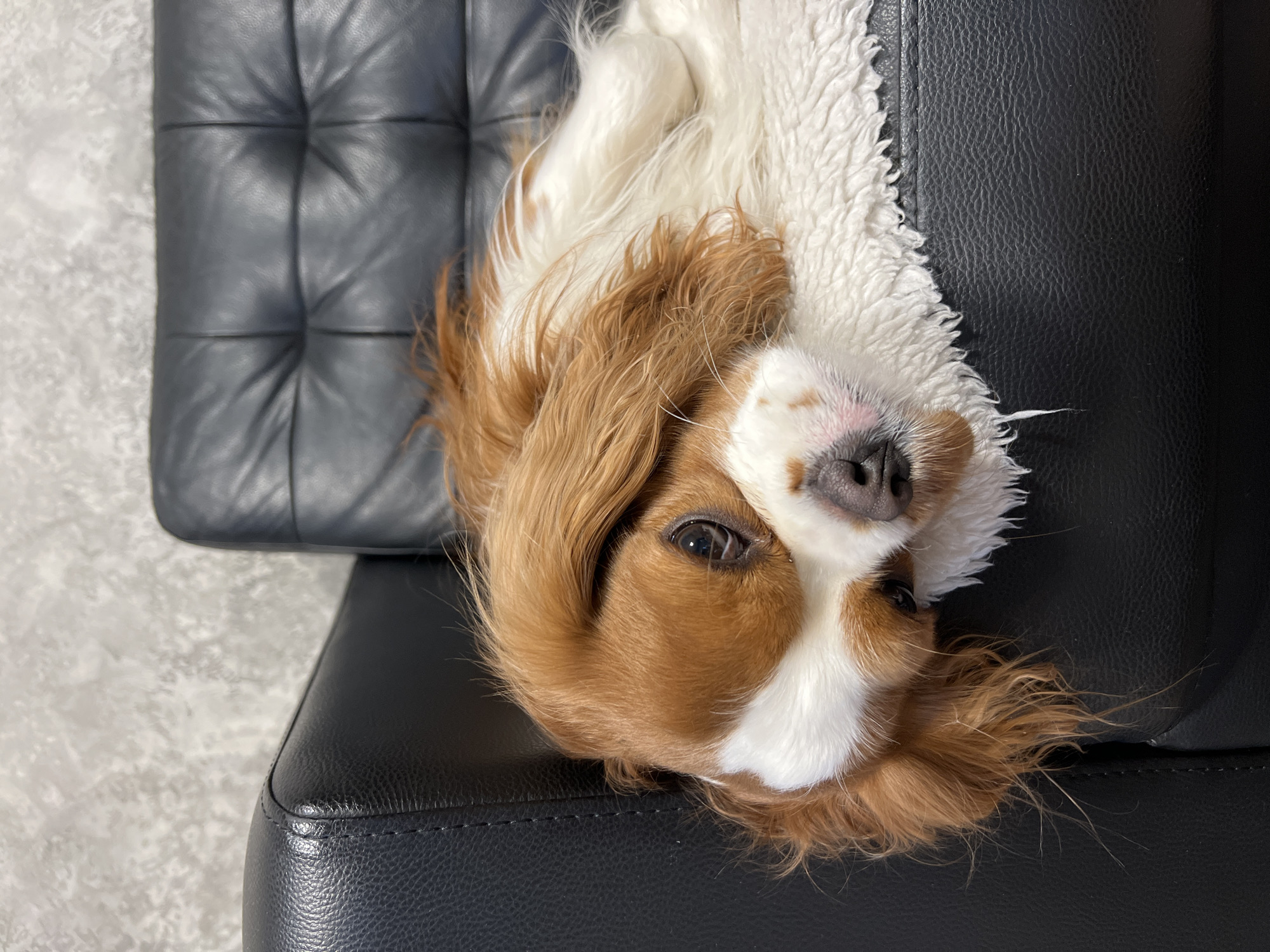 A Cavalier King Charles Spaniel is lying upside down on a black leather couch. The dog's head is positioned on the armrest of the couch. The couch has a tufted backrest visible in the upper left of the image. The dog is reddish-brown and white. No information is available about Khimki, Russia, or other people.