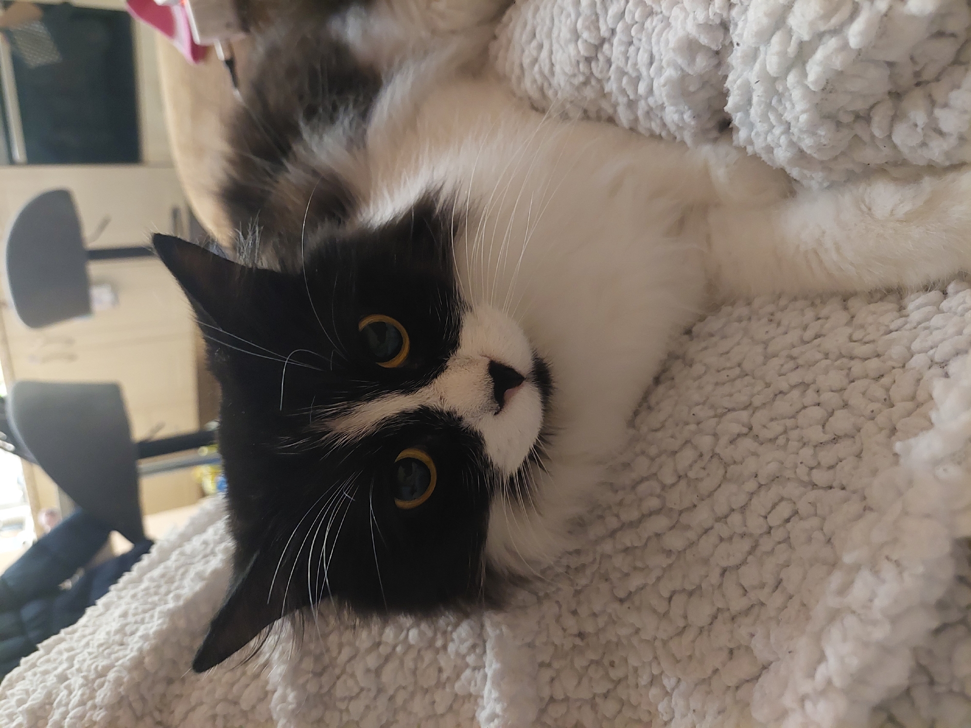 A black and white cat lies on a white, plush blanket. The cat is lying on its back with its head tilted. The cat has yellow eyes and long, white whiskers. The background is blurry but shows furniture, possibly a chair. There is no indication that this image was taken in Plovdiv, Bulgaria.