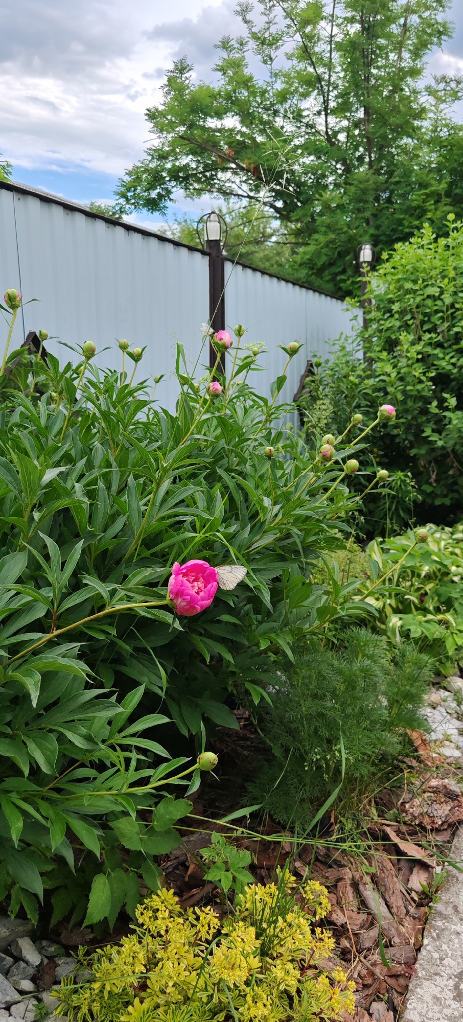 In a garden in Altayskoye, Russia, a single bright pink peony blossom, just beginning to open, is in the foreground, centered on a tall green stalk. To the right of the peony, a pale white butterfly with delicate wings rests on a leaf. The peony is surrounded by many other unopened buds and lush green foliage. The garden bed is mulched with bark chips and small stones. In the background, a light-colored metal fence runs horizontally across the image. Beyond the fence, a tall tree with green leaves stands against a cloudy sky. Two outdoor lamps are visible mounted on posts near the fence.