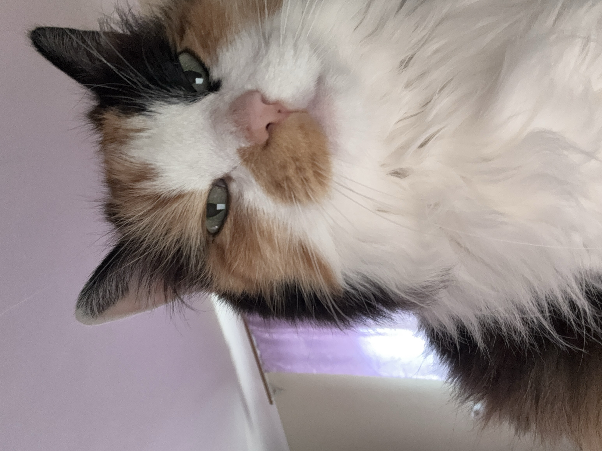A close-up, low-angle shot captures a calico cat's face as it looks upwards. The cat has green eyes, a pink nose, and a fluffy coat of white, orange, and black fur. Its ears are erect and sharp, with the left ear featuring a gray tip and the right ear being predominantly black. The background is softly blurred, showing a pale purple curtain or window covering and a wall. The lighting appears to be indoor and diffuse, with some light filtering from behind the curtain. The cat's expression is neutral. No location in the city of Unknown, Unknown is visible or discernible.