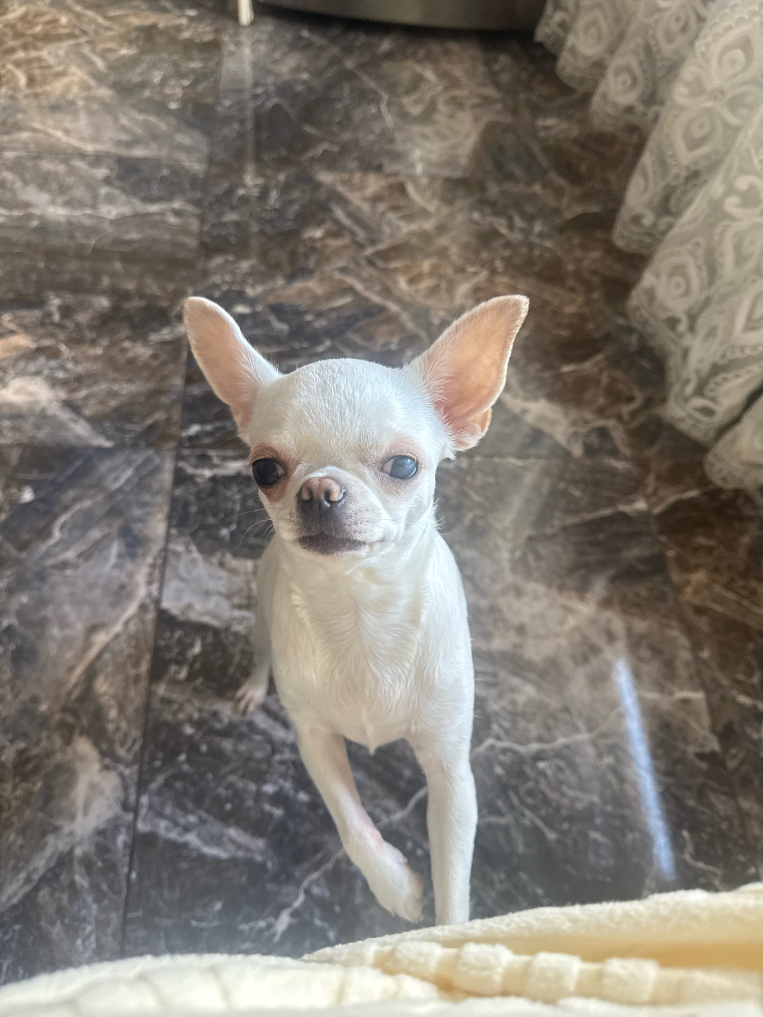 A white chihuahua stands on a marble-patterned floor, looking directly at the camera. The dog's ears are large and pointed upwards, and its eyes are dark with visible sclera. Its nose is pinkish. The dog's body is slender, and its front left paw is slightly raised. The floor has a dark grey and brown marbled pattern. To the right of the dog, a sheer, patterned white curtain is visible. The foreground of the image shows a blurry, light-colored textured surface, possibly a blanket or fabric. The lighting suggests an indoor setting, possibly illuminated by natural light coming from the right. The image is cropped to focus on the dog. The location is not specified in the image or provided information.